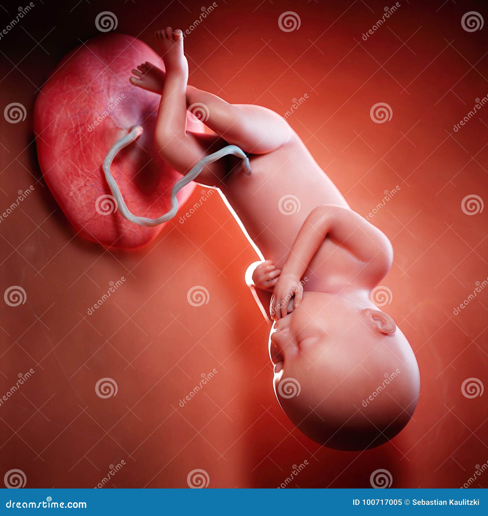 a fetus week 36