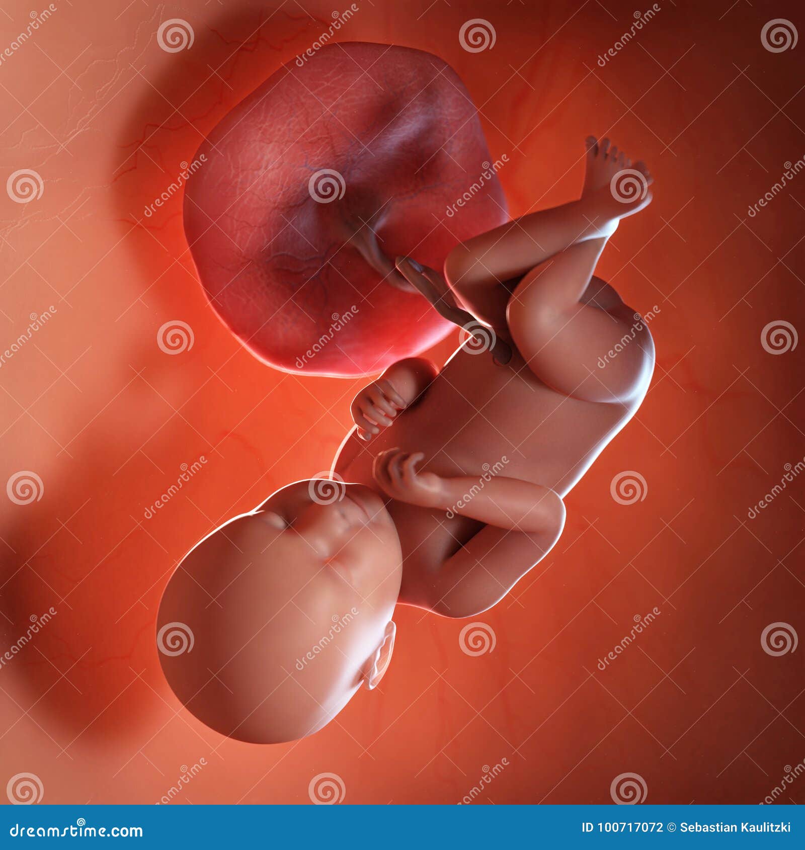 a fetus week 39