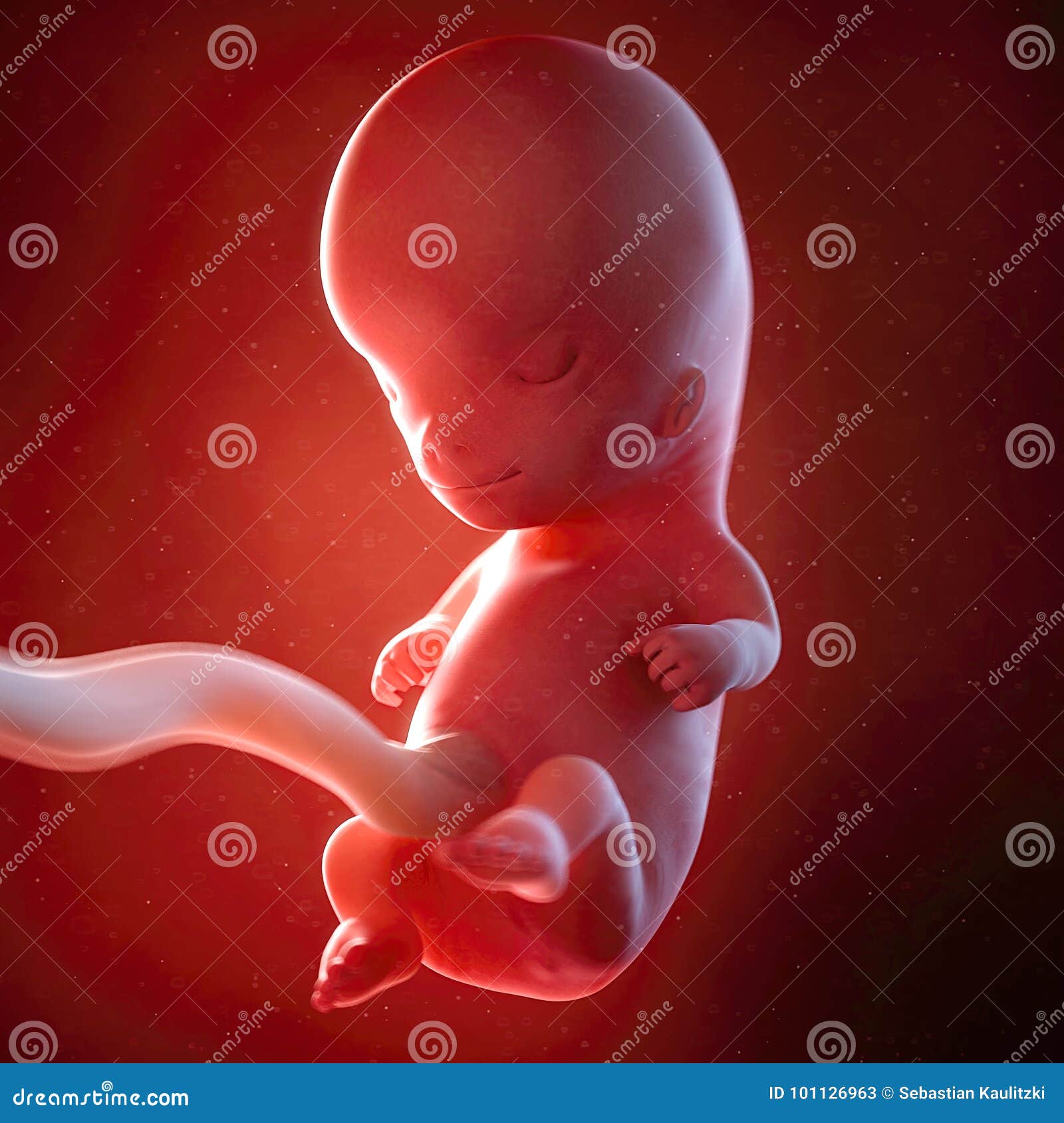 a fetus week 10