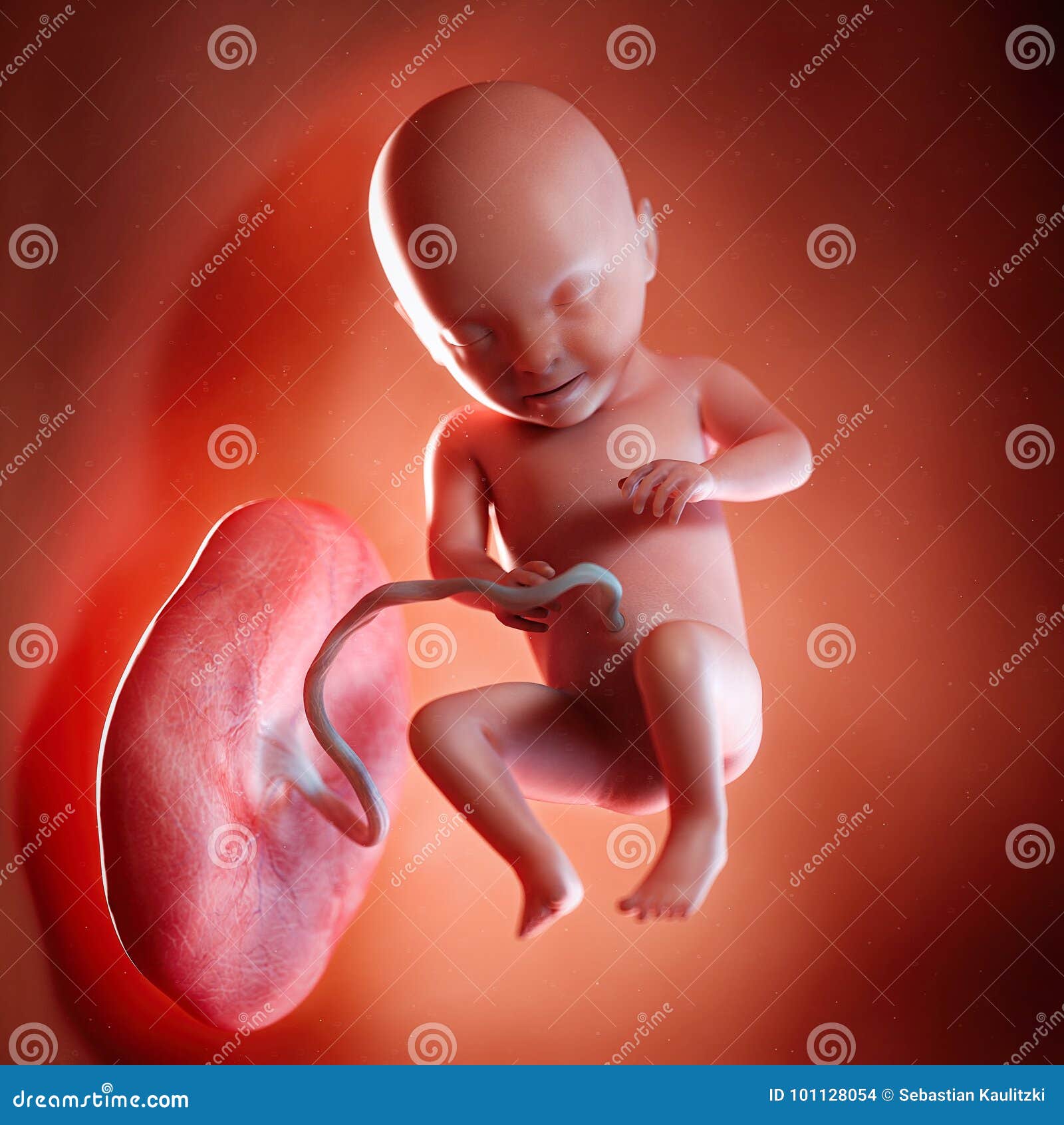 a fetus week 31