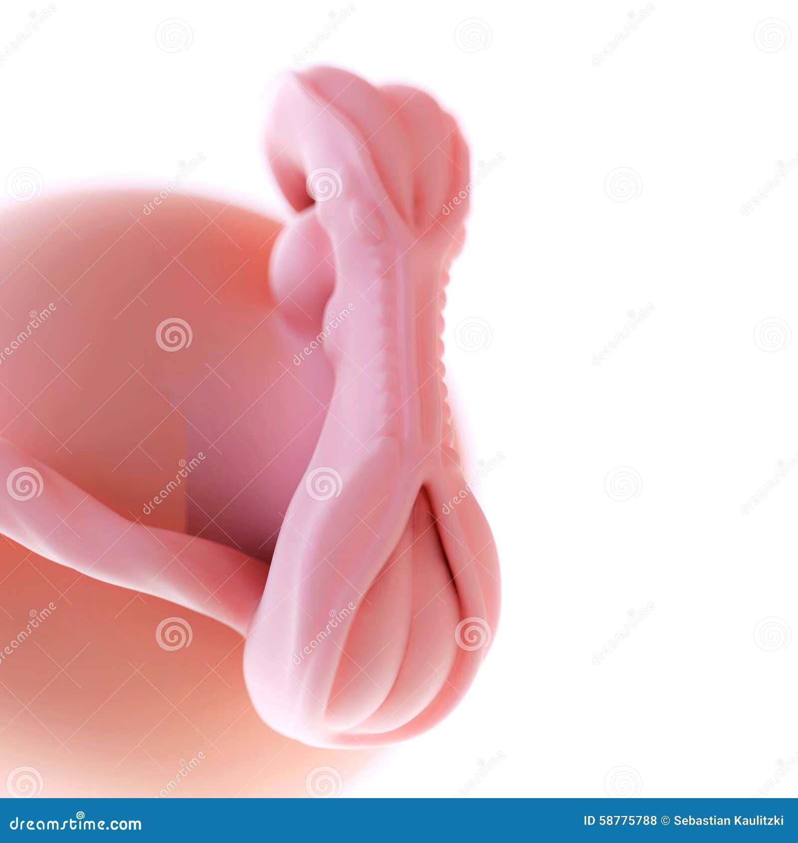 photo of 15 week fetus