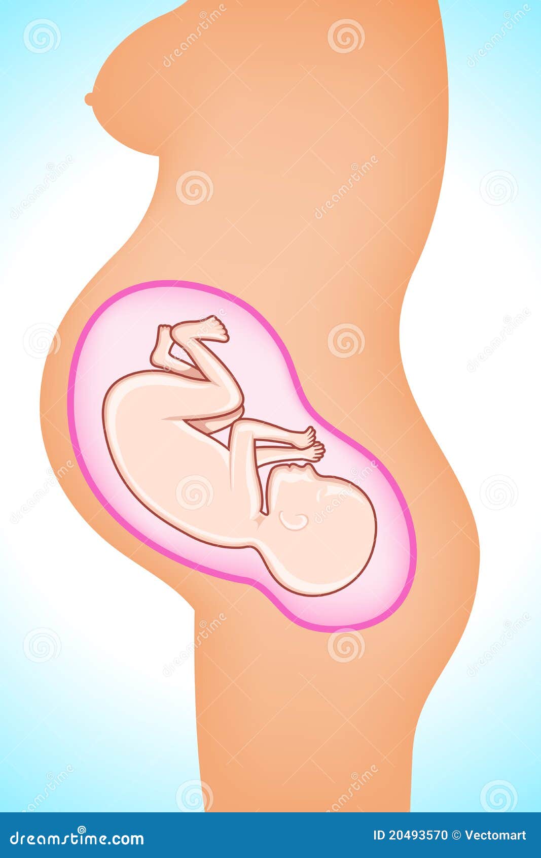 free clipart baby in womb - photo #21