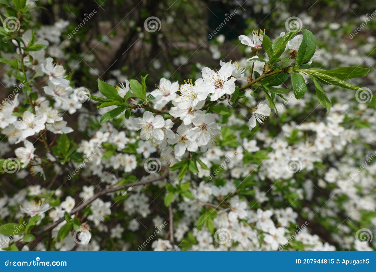 Feuillage Et Fleurs Blanches De Prune En Avril Image stock - Image du  pistil, verger: 207944815