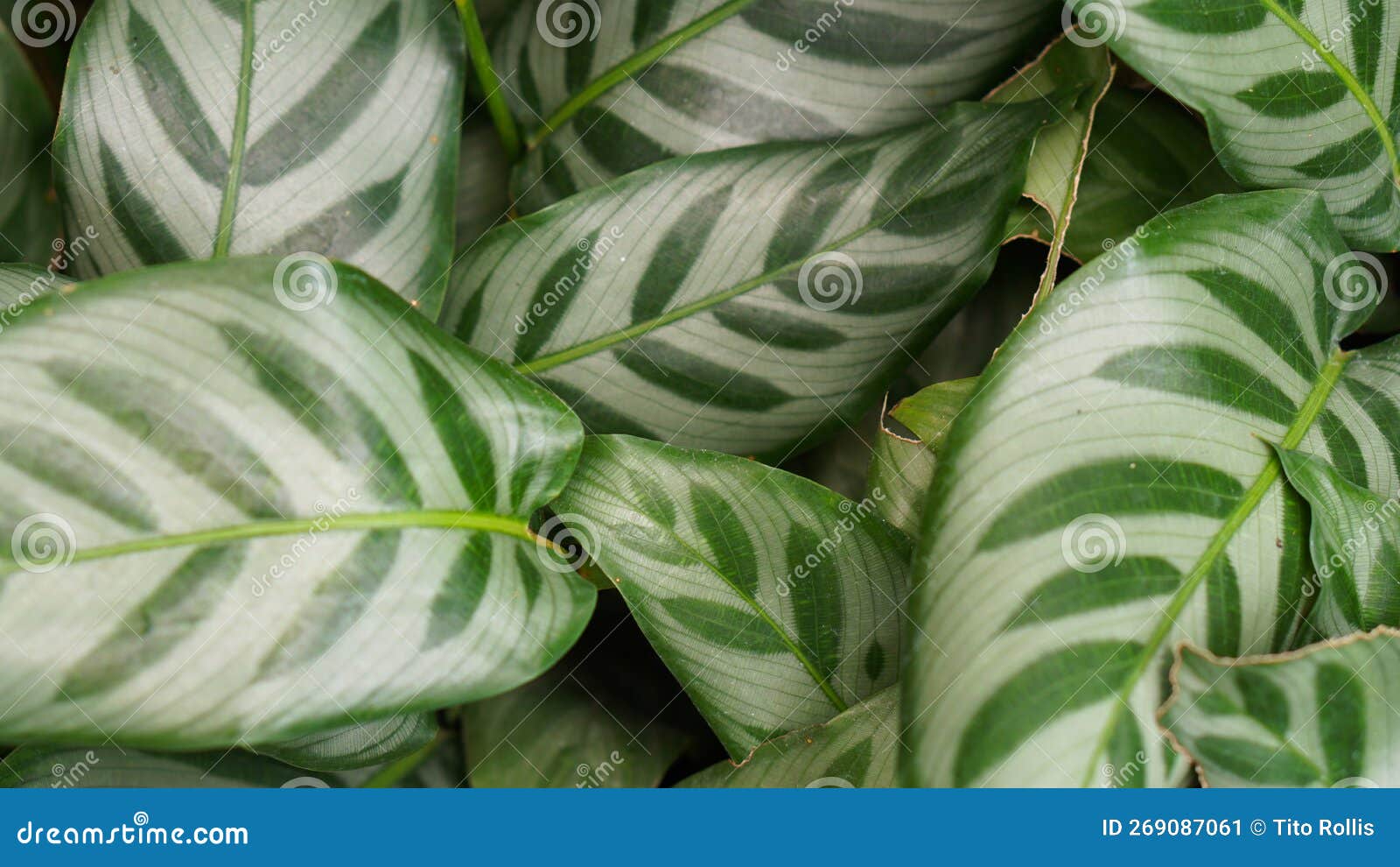 Calathea Zebrina - Plante zèbre