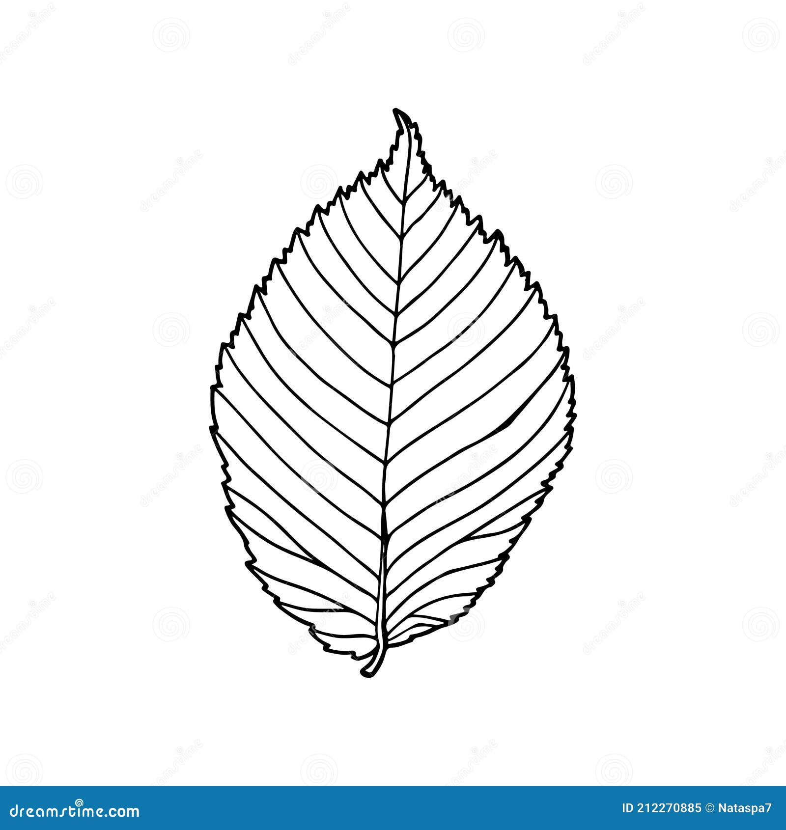 Feuille D'orme. élément De Conception De Forêt. Dessin Esquisse Style De  Contour. Illustration Vectorielle Dessinée à La Main Illustration de  Vecteur - Illustration du griffonnage, main: 212270885