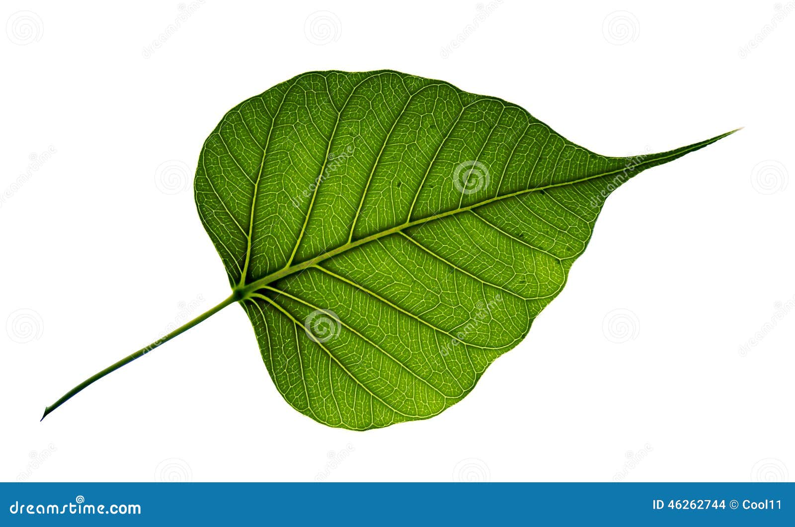Feuille Simple D'arbre De Bodhi D'isolement Sur Le Fond Blanc Photo stock -  Image du effet, forêts: 46262744