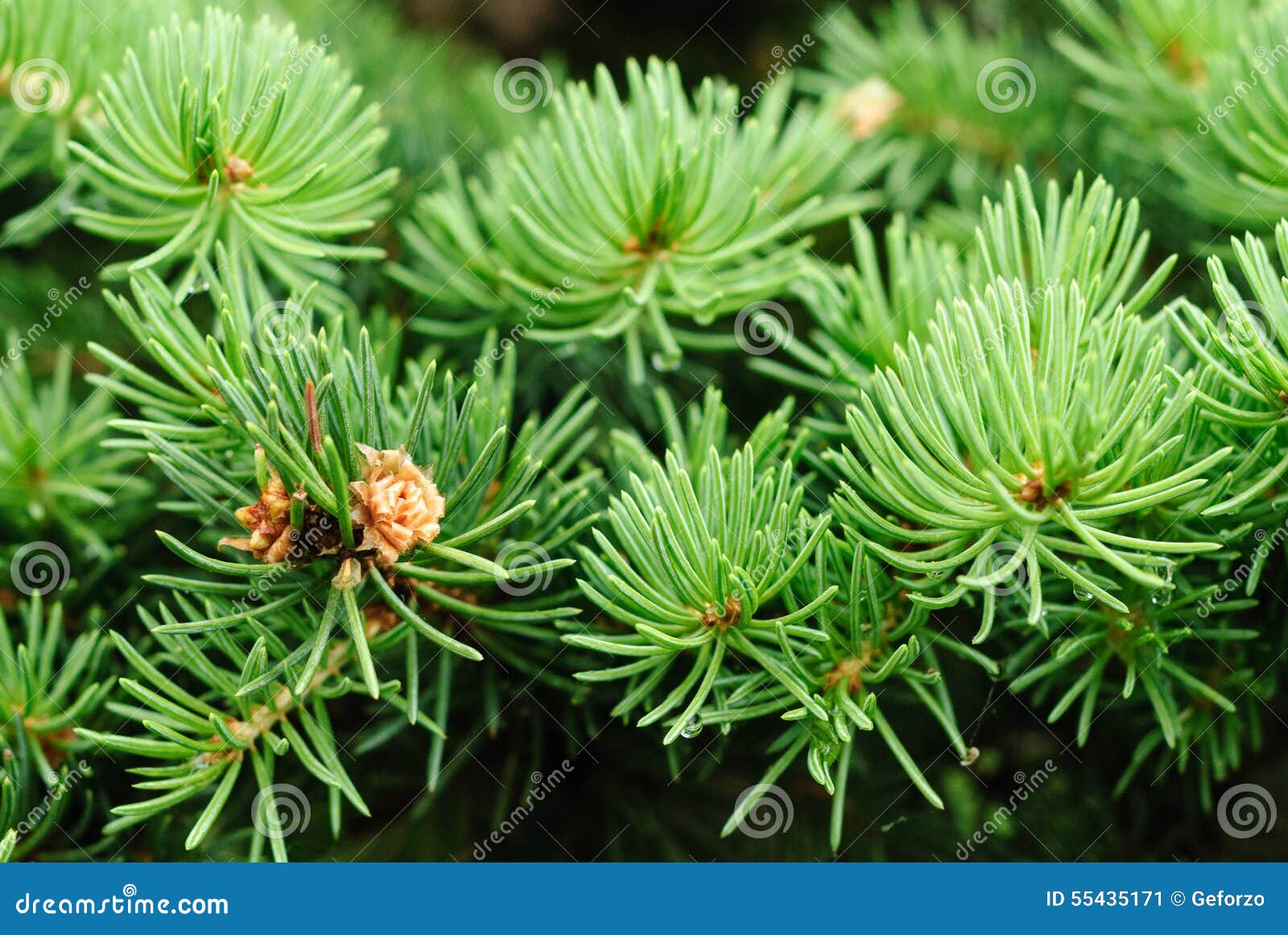 Feuilles d arbre de sapin image stock Image du for t Feuilles d arbre de sapin image stock Image du for t