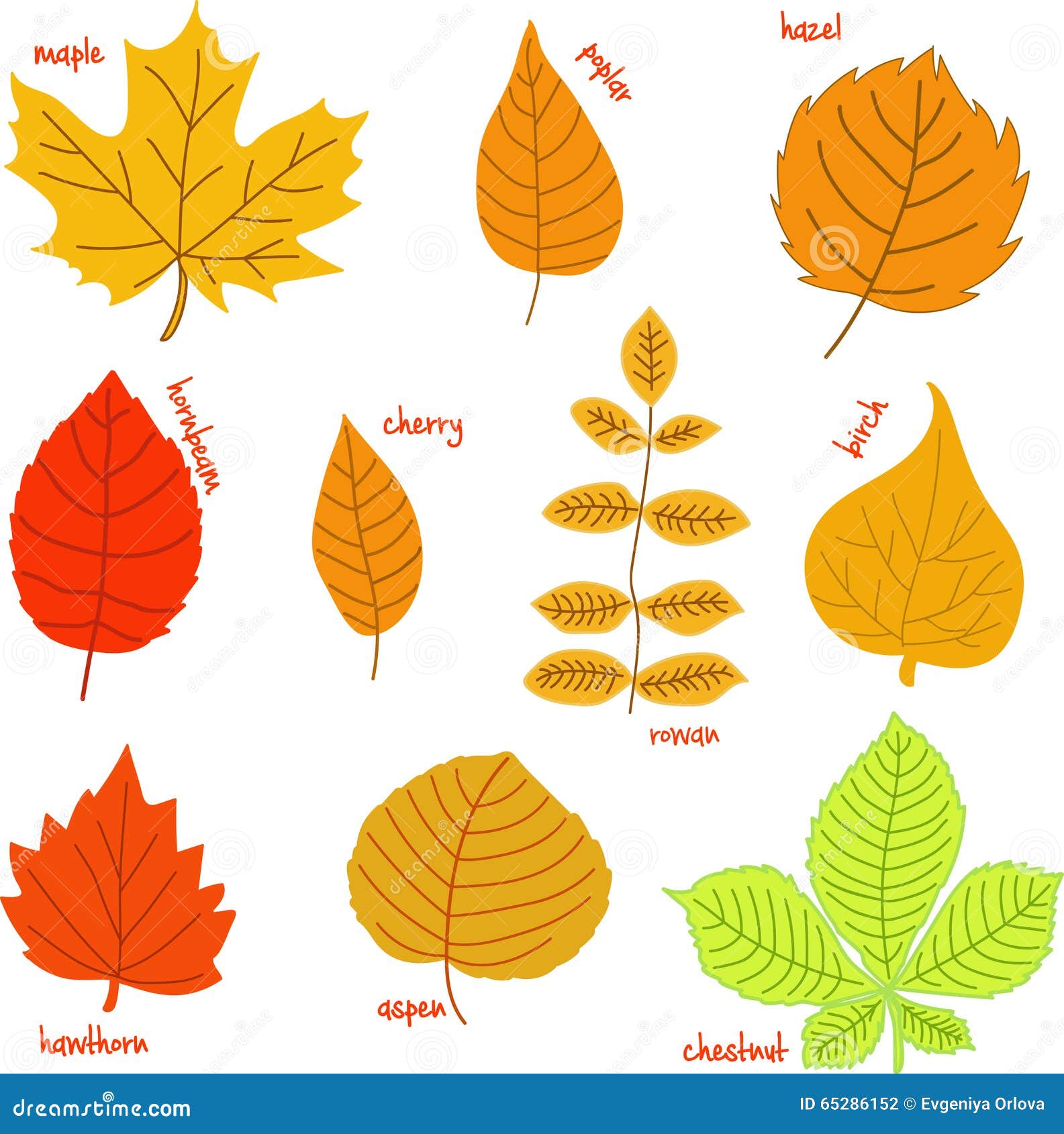 Feuille D Automne A Imprimer Feuilles D'automne Avec Leurs Noms Illustration Stock - Illustration du feuille, agrafe: 65286152
