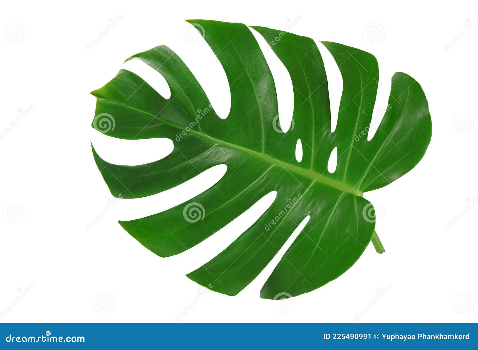 Feuilles De Monstre De La Jungle Tropicale Ou Fromagère Suisse Isolée Sur  Fond Blanc. Image stock - Image du frais, ressort: 225490991