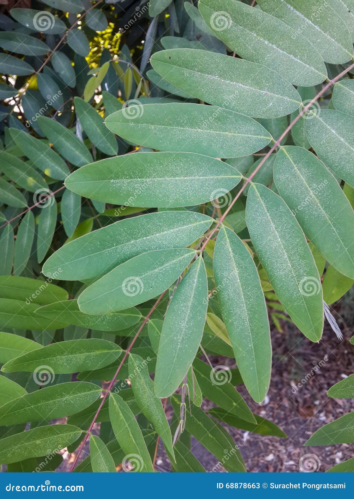 Feuilles de Séné