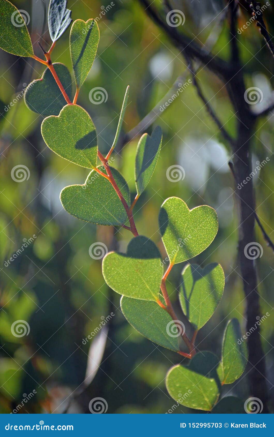 Feuilles De Websteriana D'eucalyptus De Mallee De Coeur-feuille Image stock  - Image du occidental, forme: 152995703