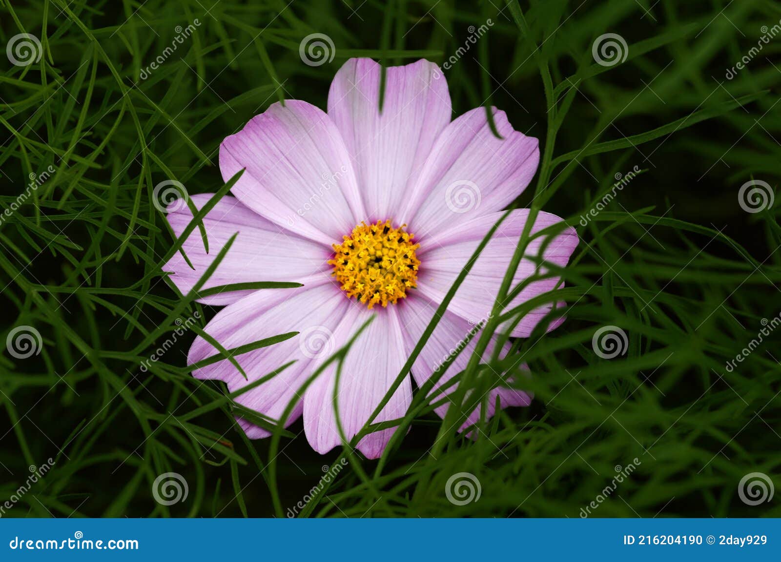 Feuilles Encerclent Une Fleur De Plante Cosmos De Couleur Rose En Noir  Photo stock - Image du effrayé, encerclez: 216204190