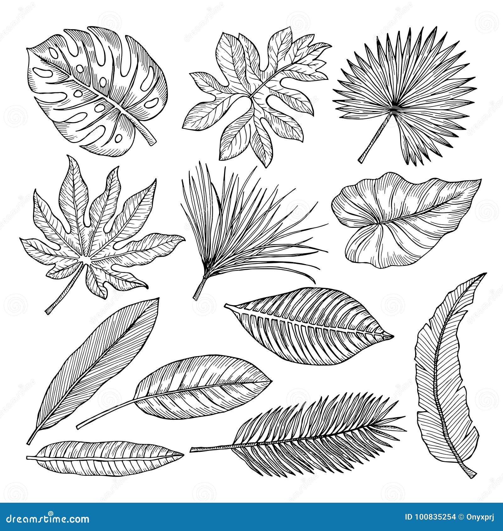 Feuilles Et Usines Tropicales Isolat De Photos De Dessin De Main De Vecteur  Illustration de Vecteur - Illustration du floral, frais: 100835254