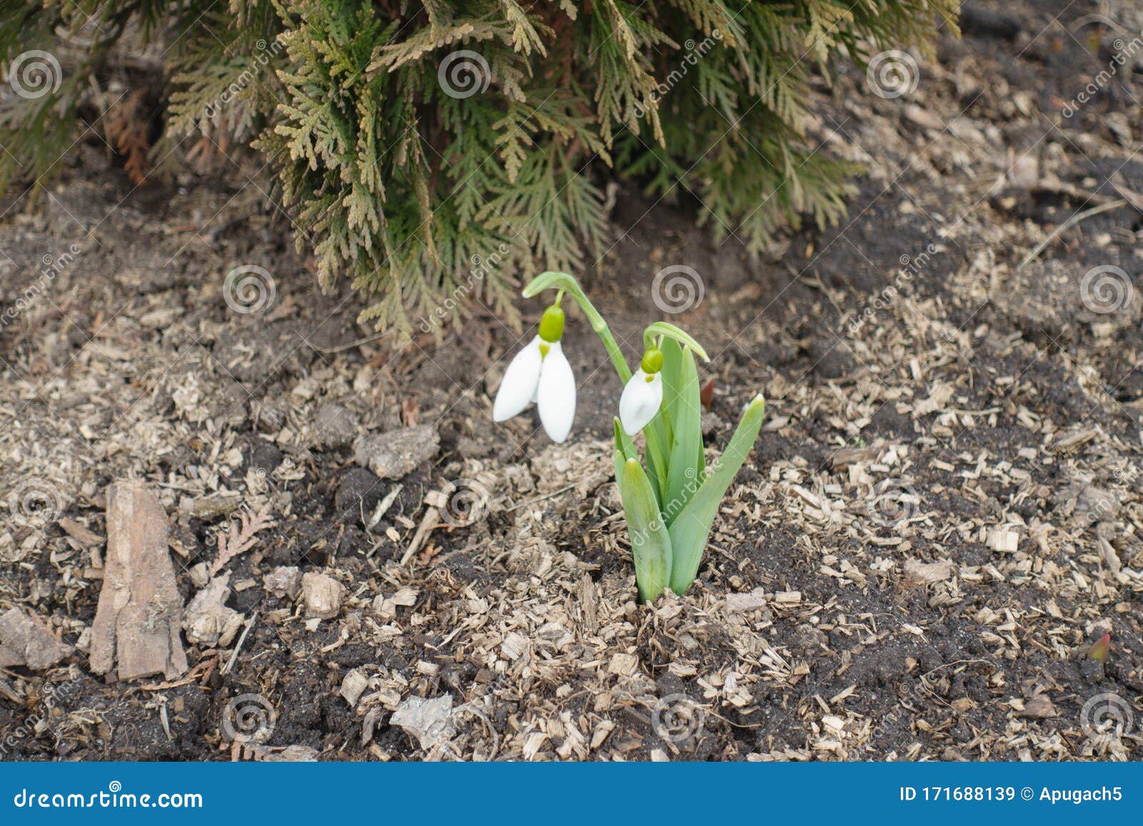 Feuilles Linéaires Et Une Seule Cloche Blanche Tombante En Forme De Fleur  De Goutte De Neige Avec Six Tépales Pétales En Deux Cerc Image stock -  Image du floraison, ressort: 171688139