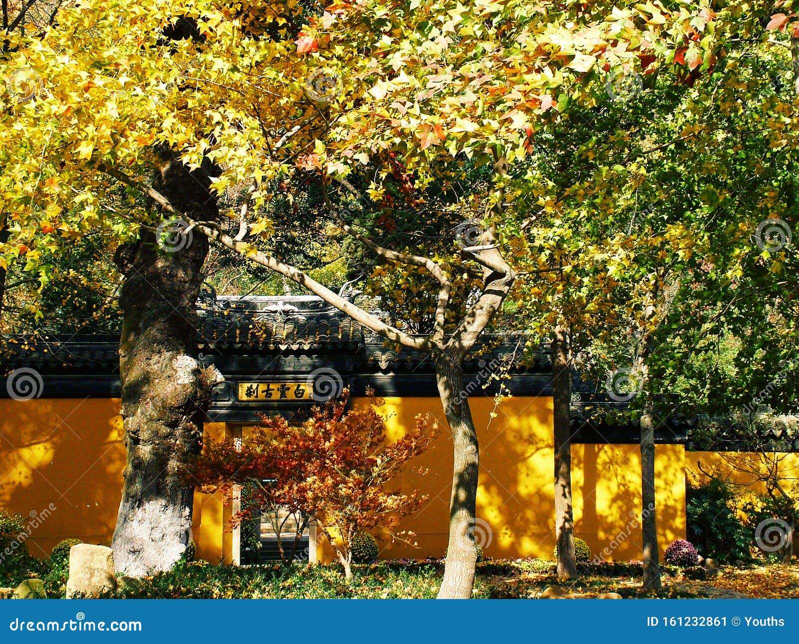 Feuilles tombées sur le toit en automne