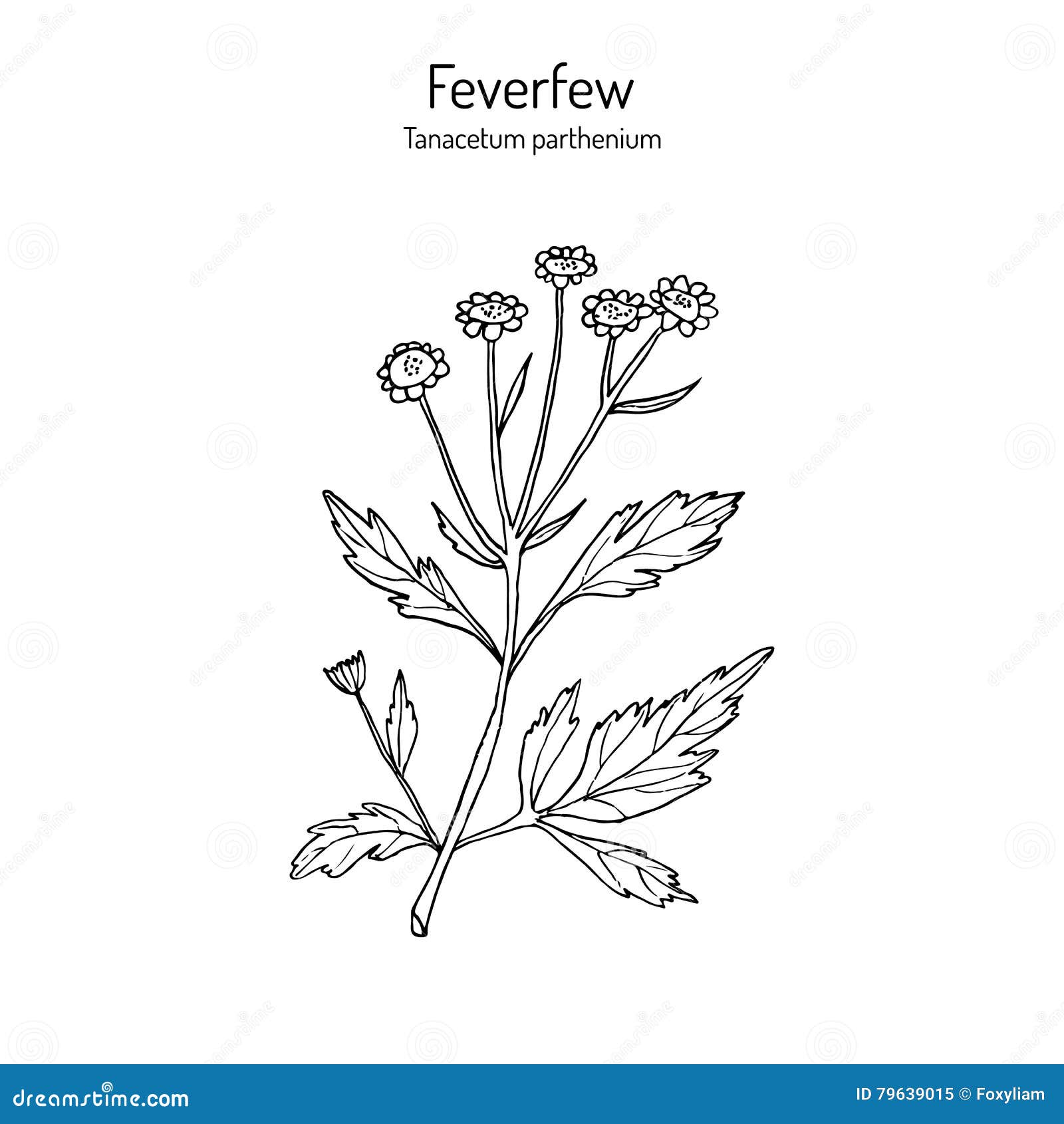 Feverfew - medicinal plant stock vector. Illustration of bachelor ...