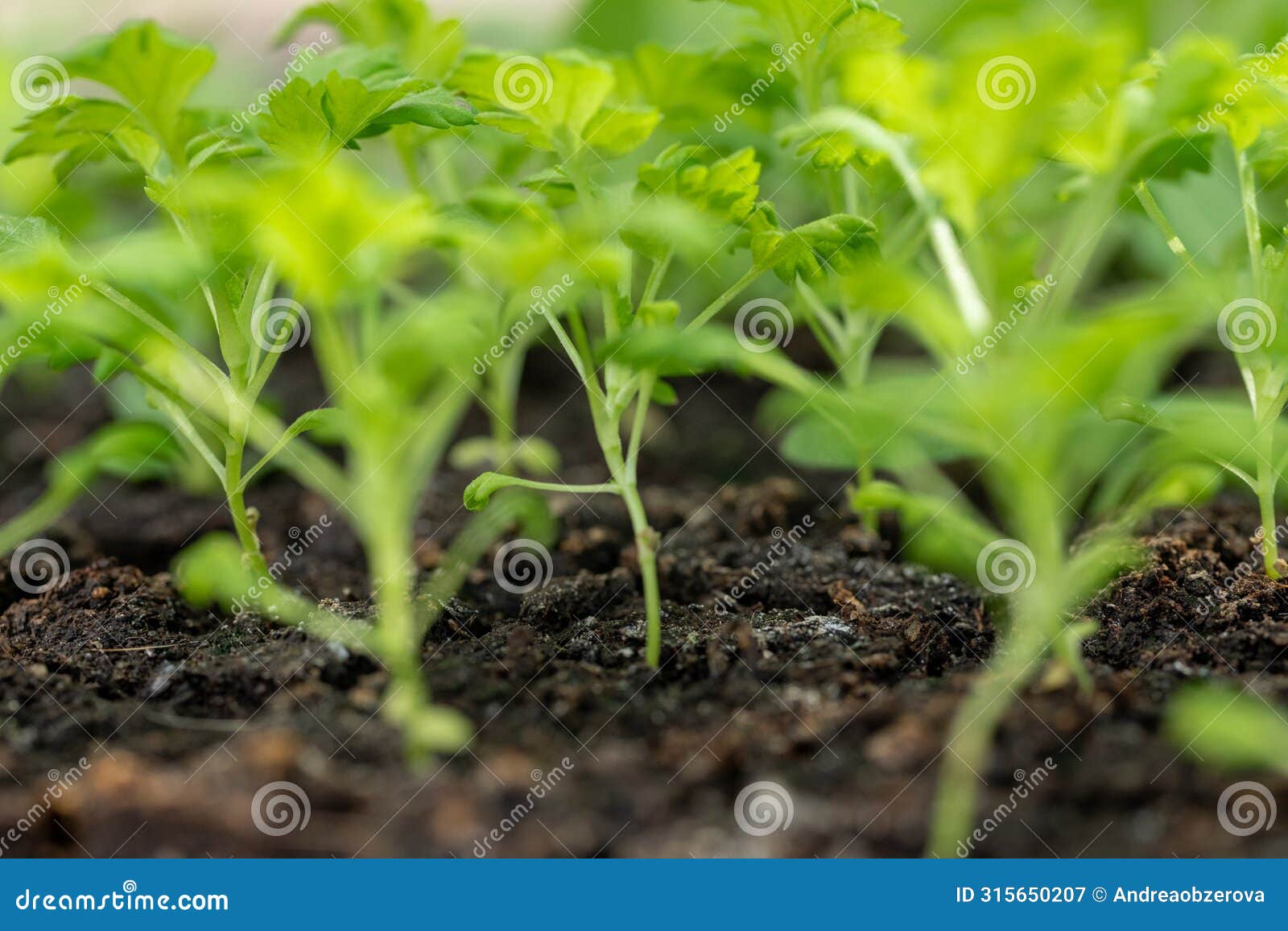 feverfew seedlings in soil blocks. soil blocking is a seed starting technique that relies on planting seeds in cubes of soil.