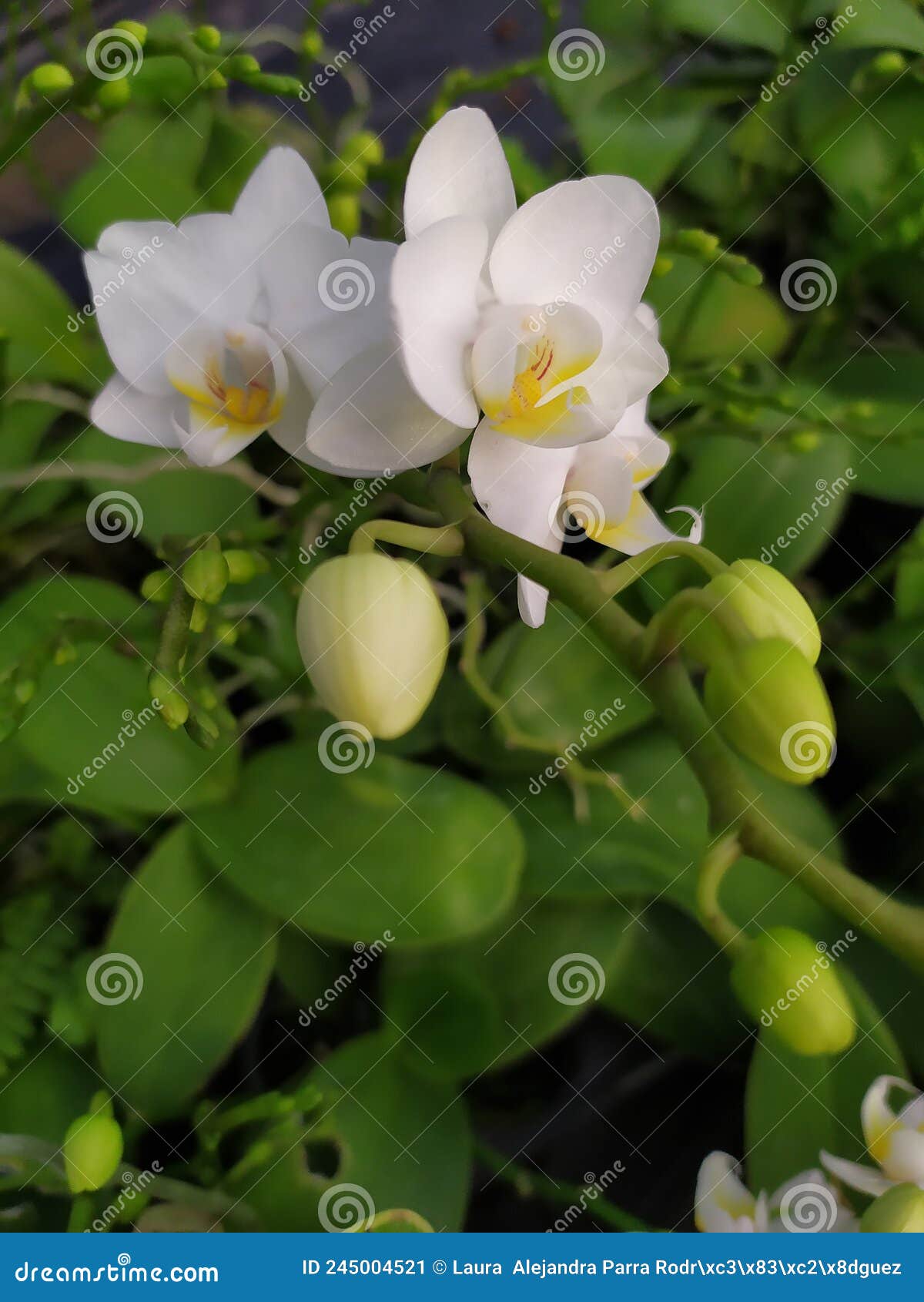 a few buds of white orchids. detalle de varios capullos y de orquÃÂ­deas blancas