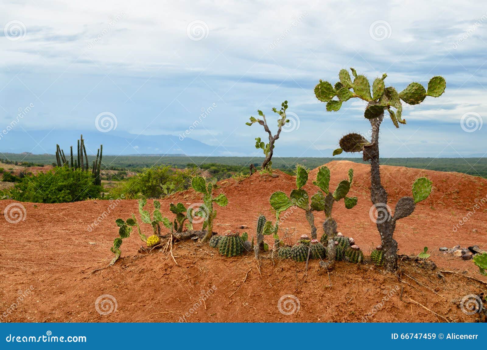 few different cactus in bright orange soil of tatacoa desert