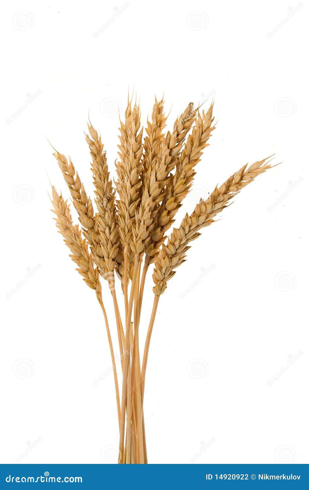 few ears of wheat