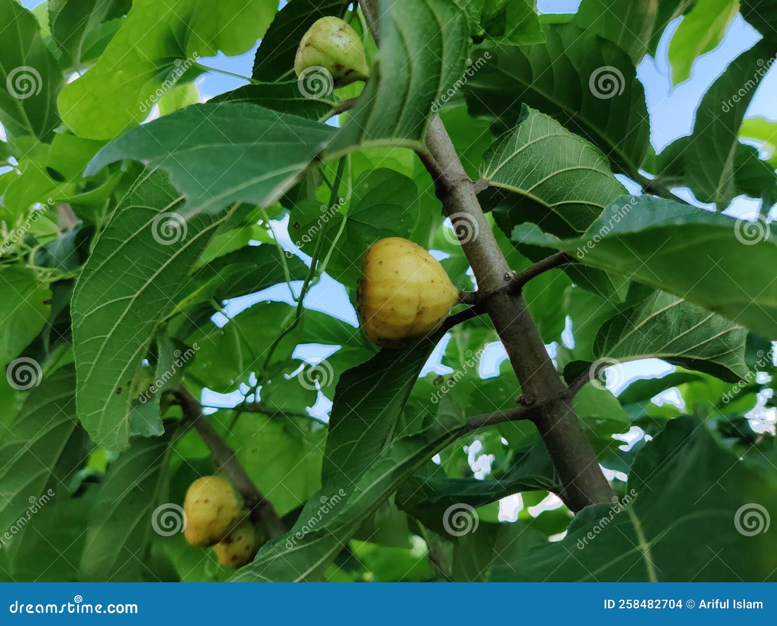 Few Figs on Tree with Fig Leaves. Stock Photo Image of pata, food