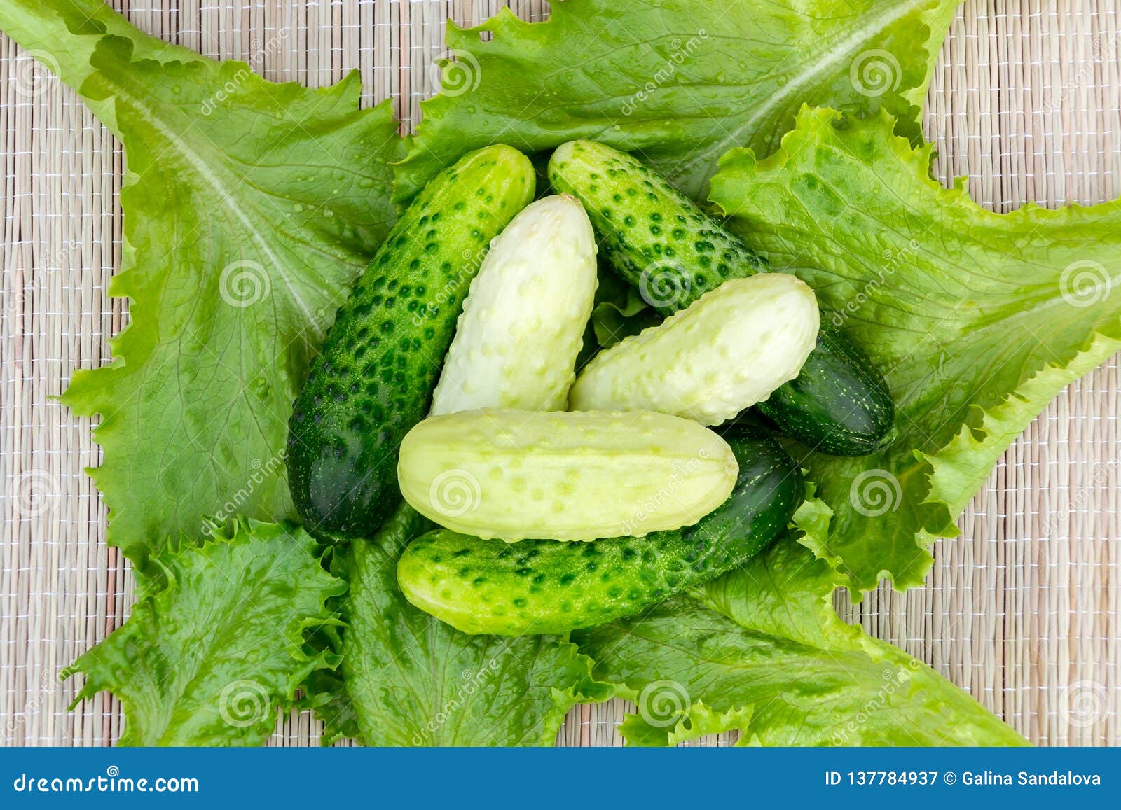 Few Fresh Cucumbers Gherkins of Different Varieties on Lettuce Leaves