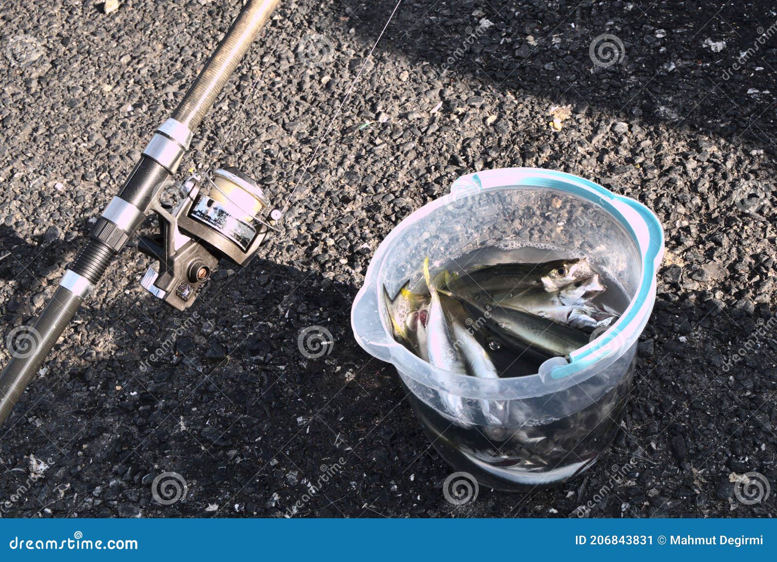 A Few Horse Mackerel Fish in a Bucket and Fishing Road Stock Image
