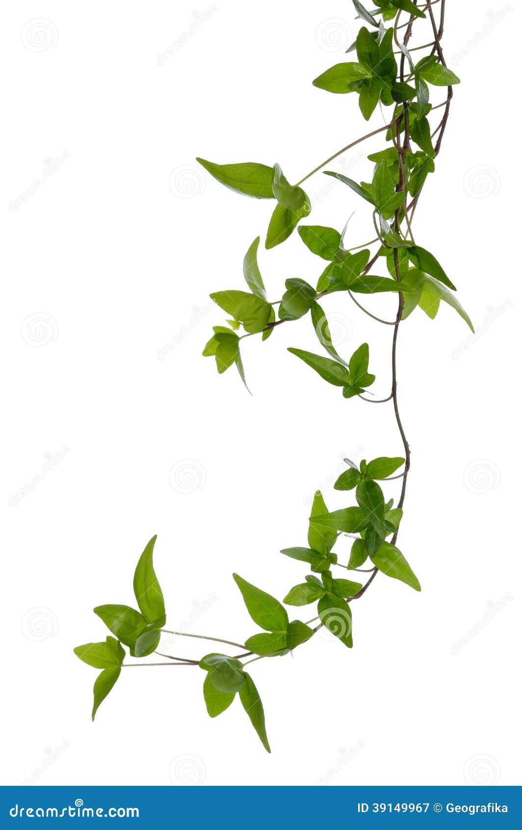 few ivy stems  over white.