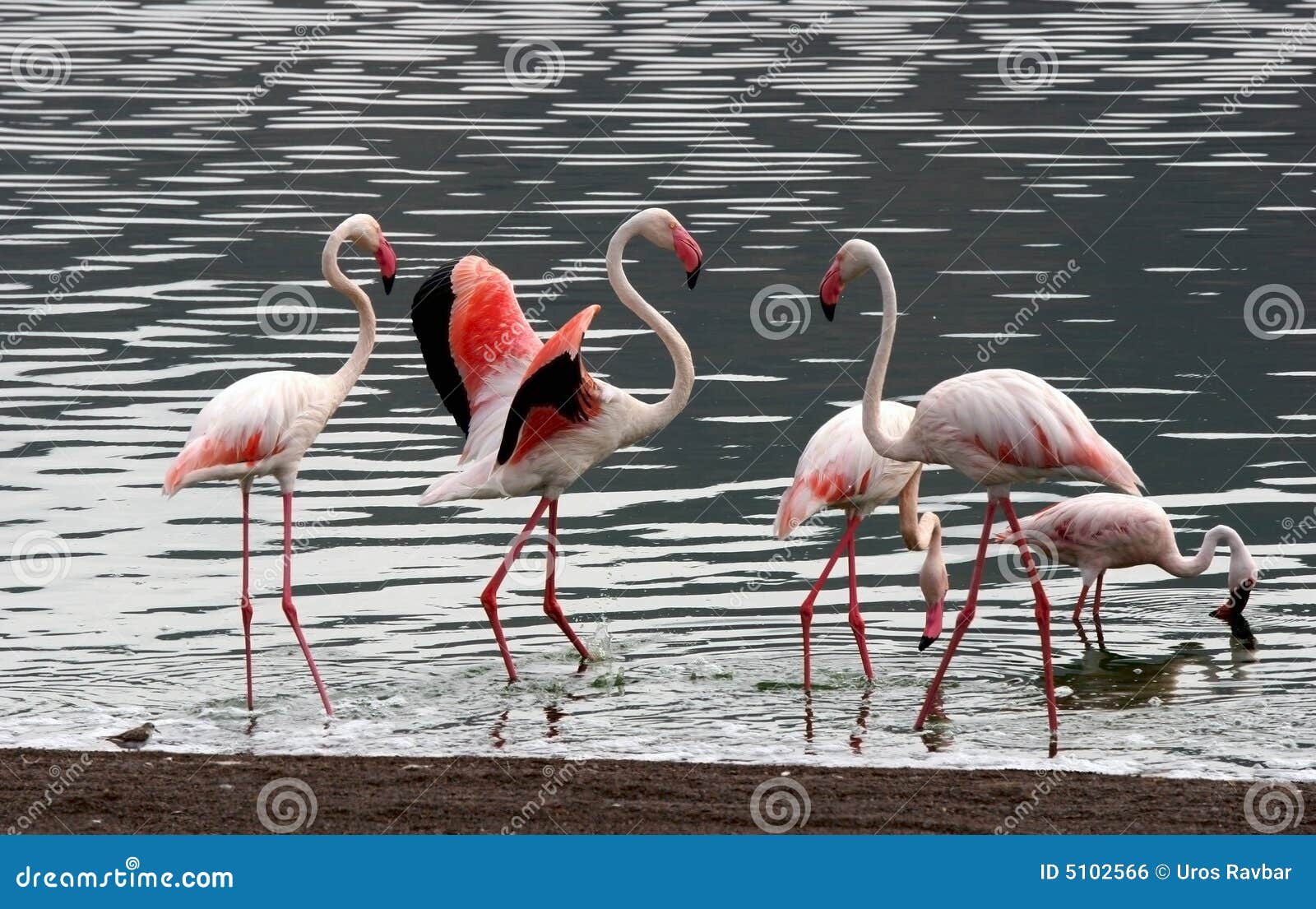 few lesser flamingos