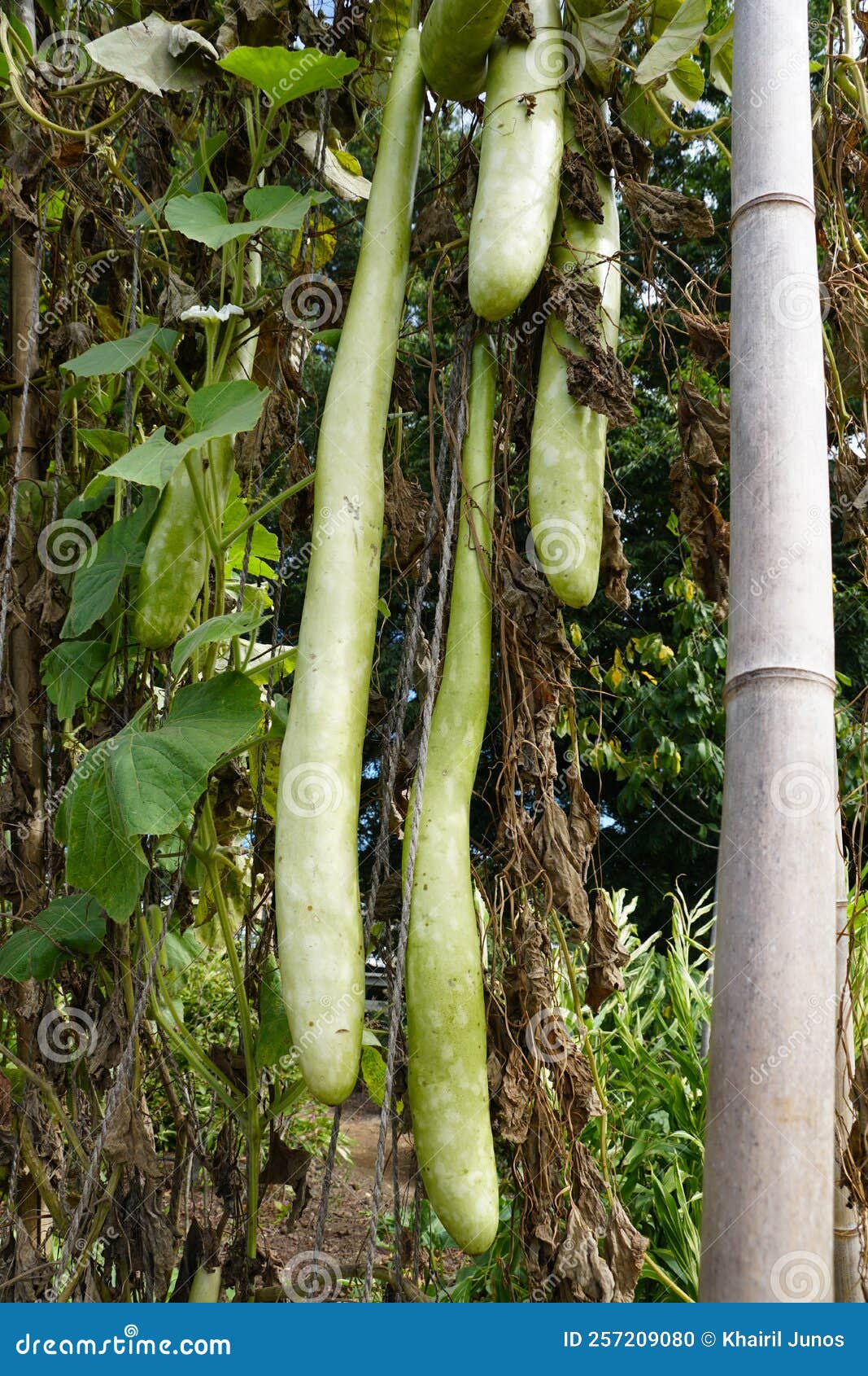few long and overgrown unagi cucumber hanging in the garden