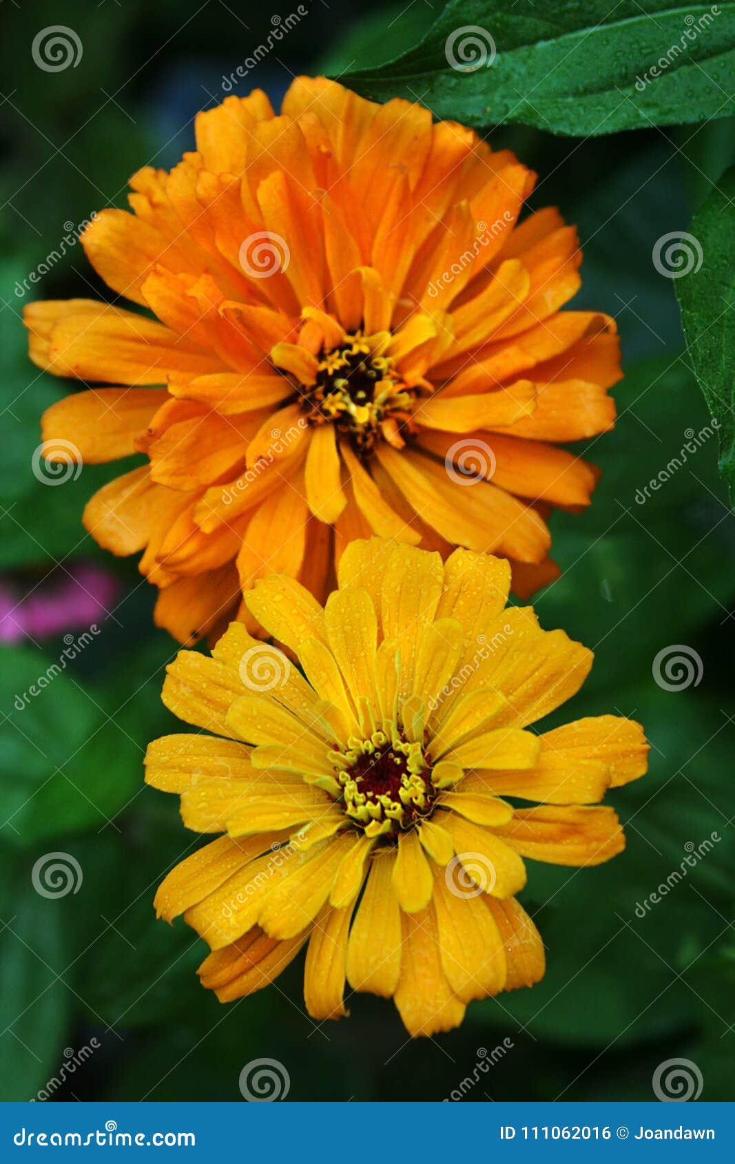 bright large-flowering zinnia blooms glow in the garden after a shower