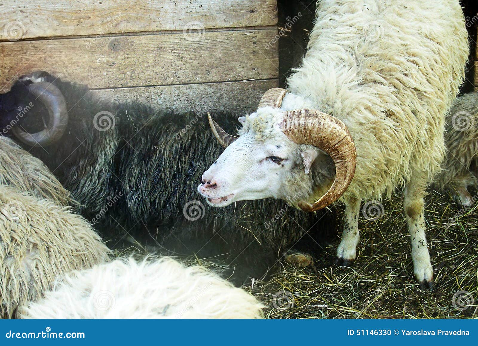 A few sheep stock photo. Image of domesticated, animals - 51146330
