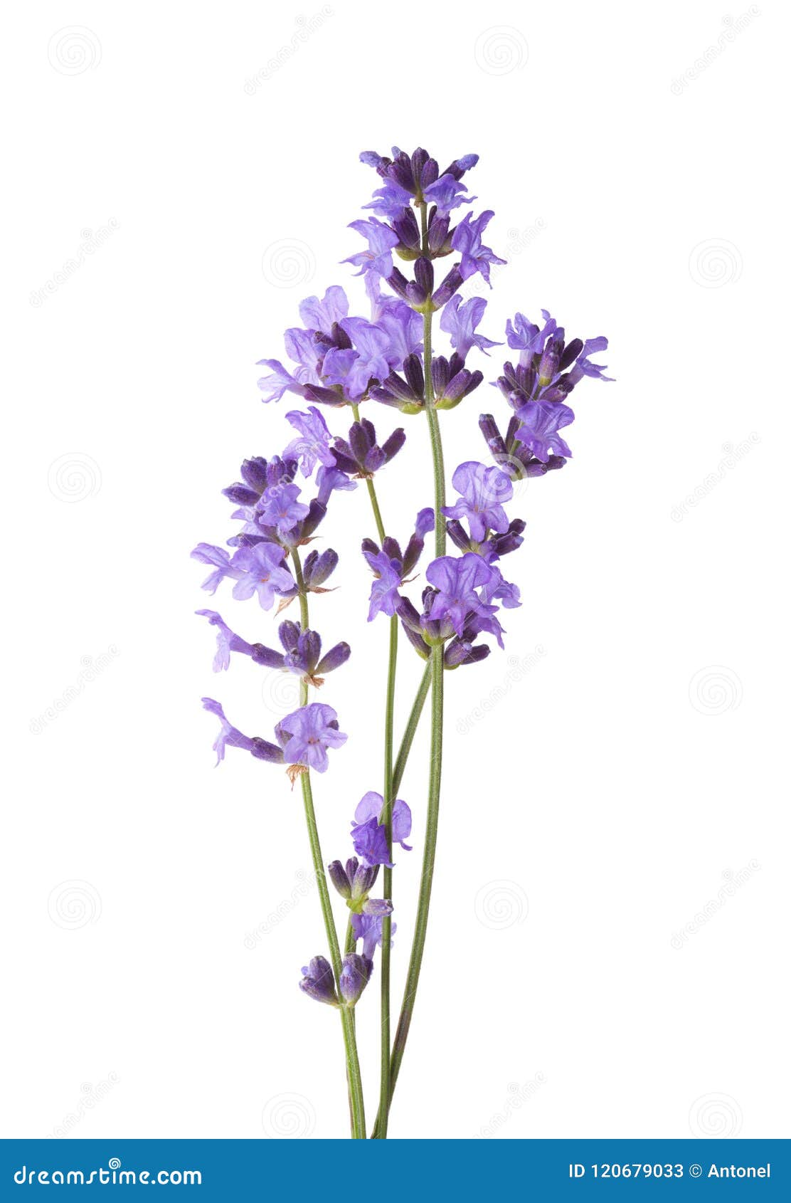 few sprigs of lavender  on white background