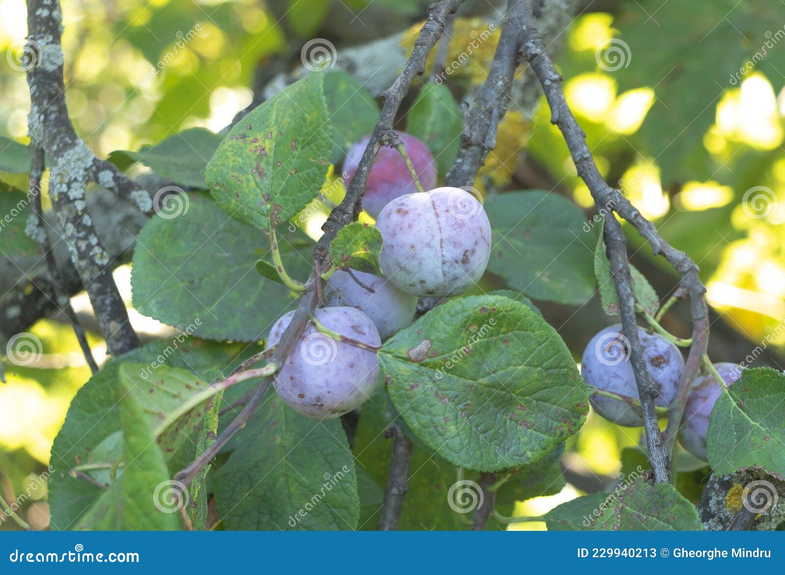 A Few Sweet Plums in the Tree Growing Plum Tree at Home Concept Stock