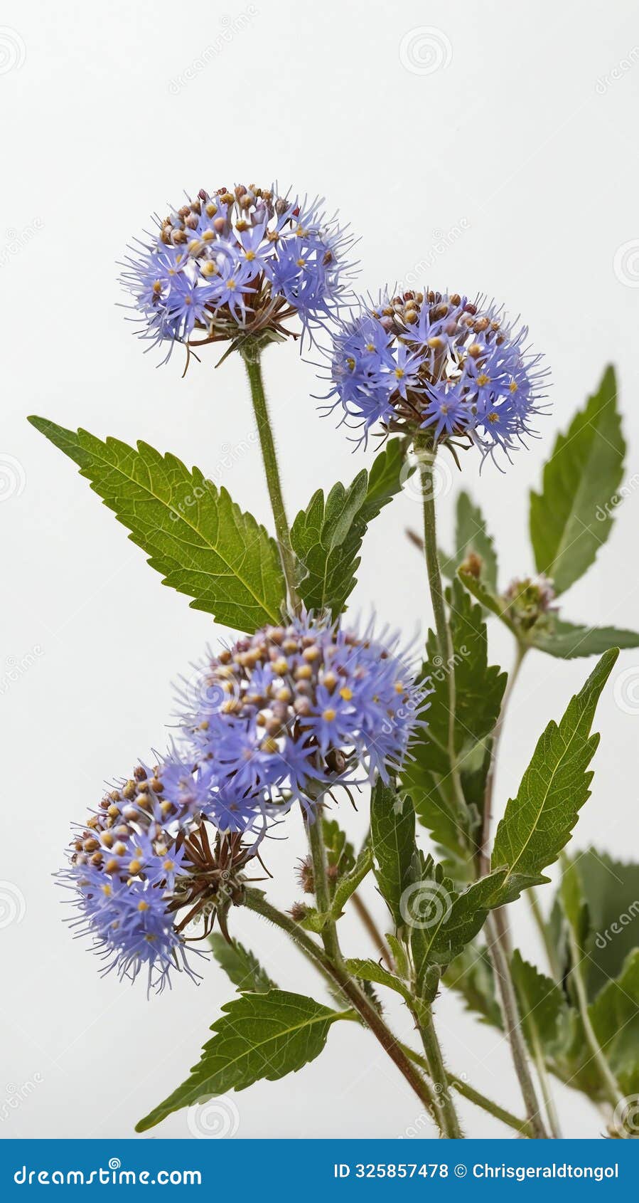 few twigs with small mistflower  on white back ai generated