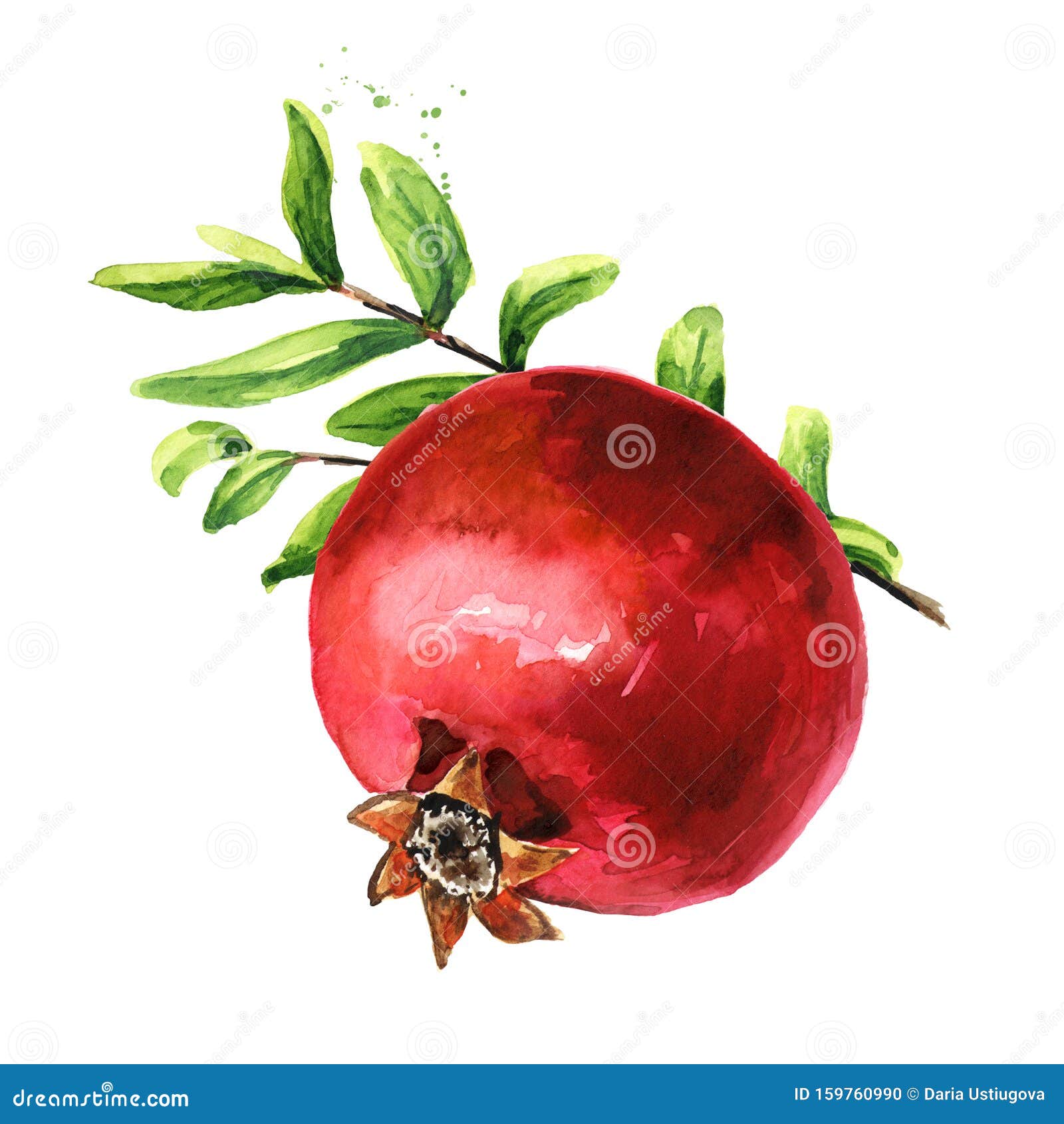 Download Ffresh Ripe Pomegranate Fruit On The Branch. Watercolor ...