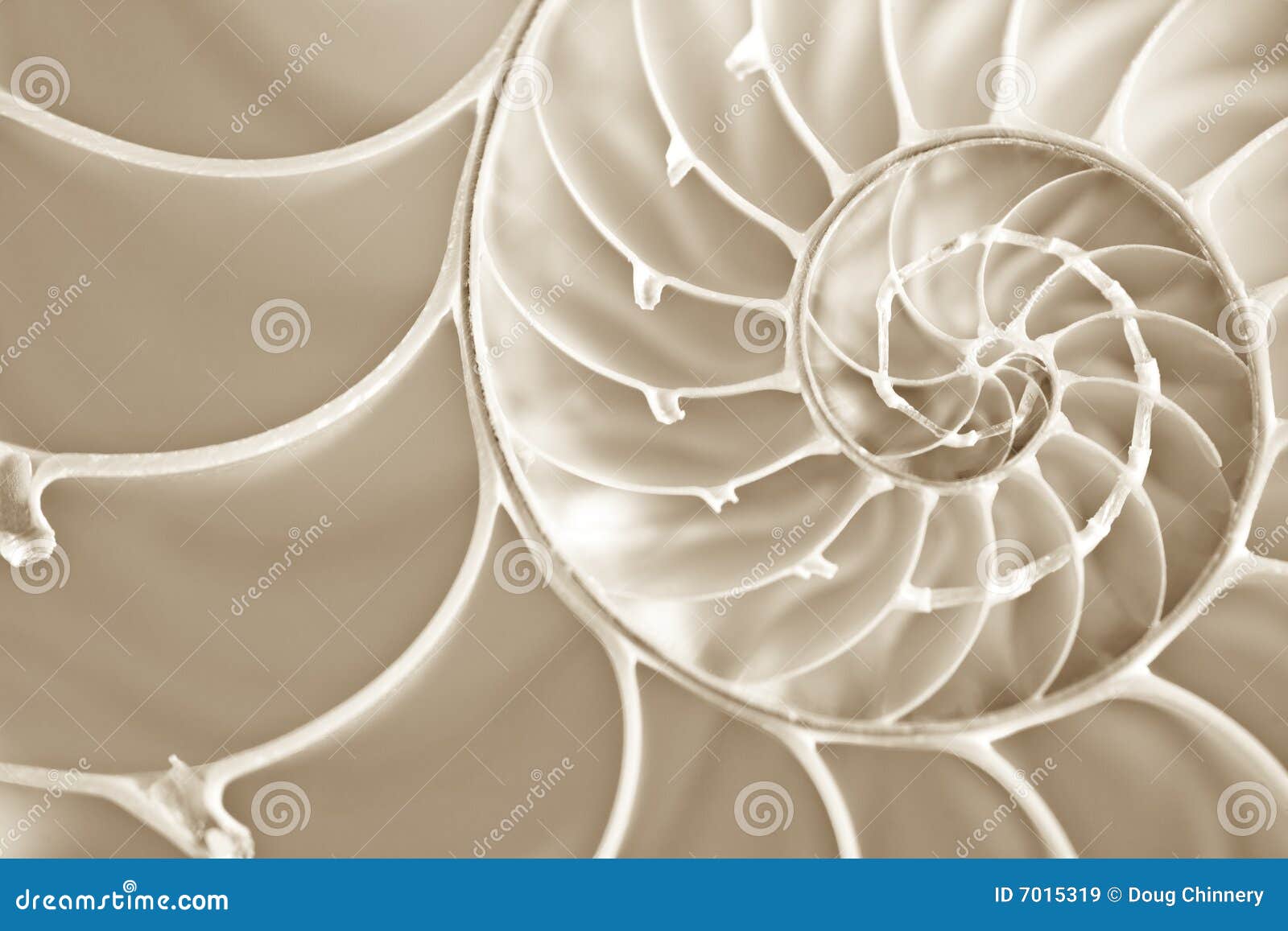 fibbonachi spiral in nautilus shell