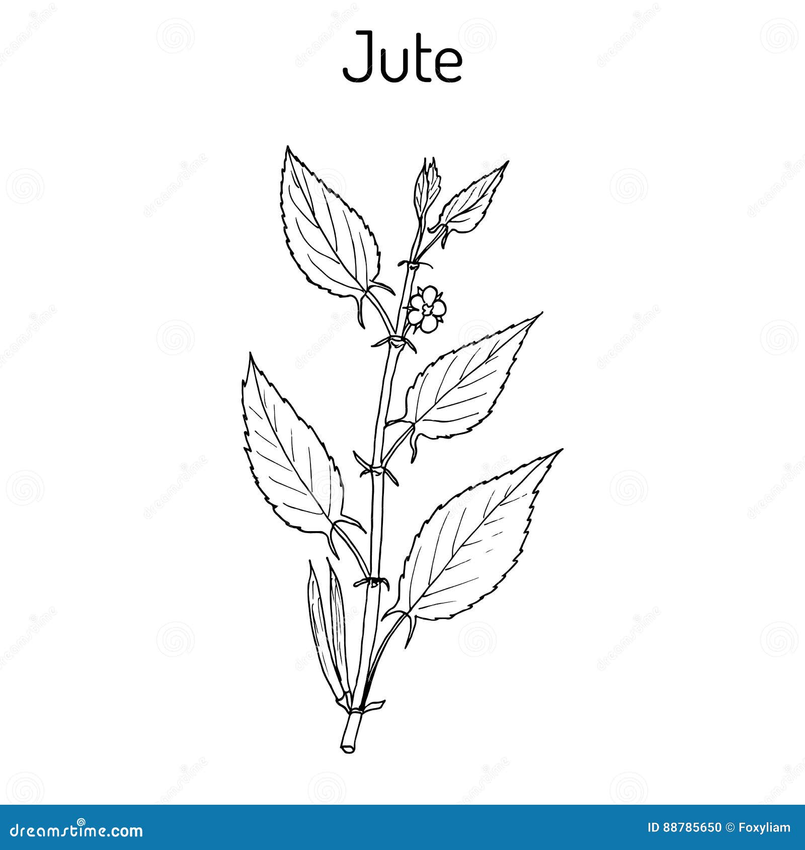 Jute Leaf Stock Illustrations – 450 Jute Leaf Stock Illustrations, Vectors  & Clipart - Dreamstime