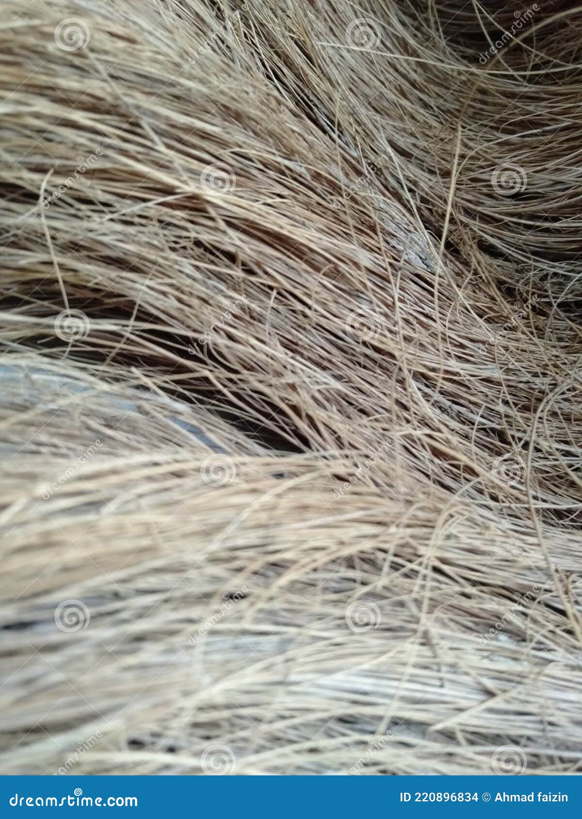 Fiber Embroidered Dry Coconut Skin Stock Photo Image of fiber