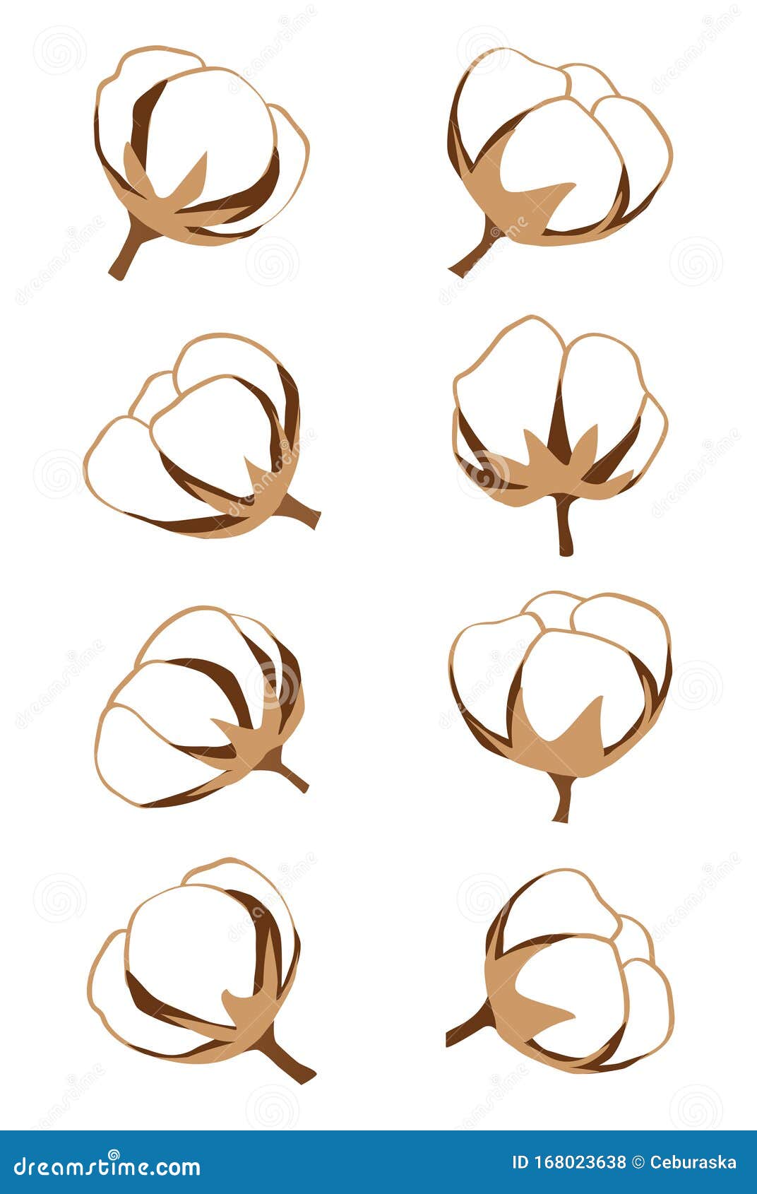 Set of Cotton Bolls, Plant - Gossypium - Flower - Isolated Stock Vector ...