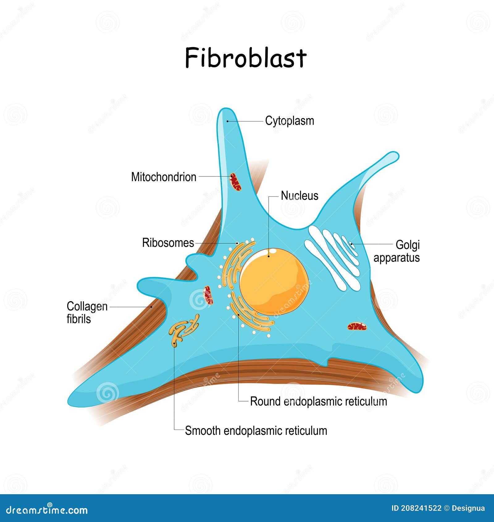 fibroblast anatomy. close-up with collagen fibrils, and organelles