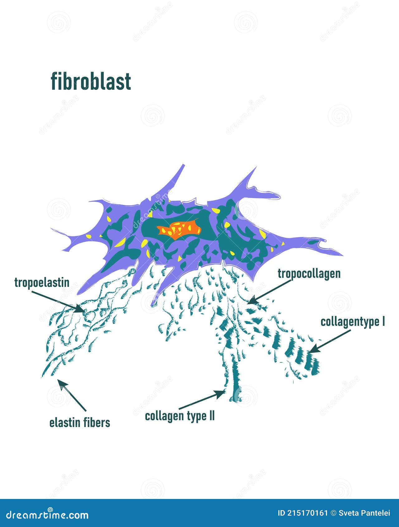 fibroblast is a dermis cell. structure of fibroblast cell,detailed structure of human. fibroblast cell   eps inv