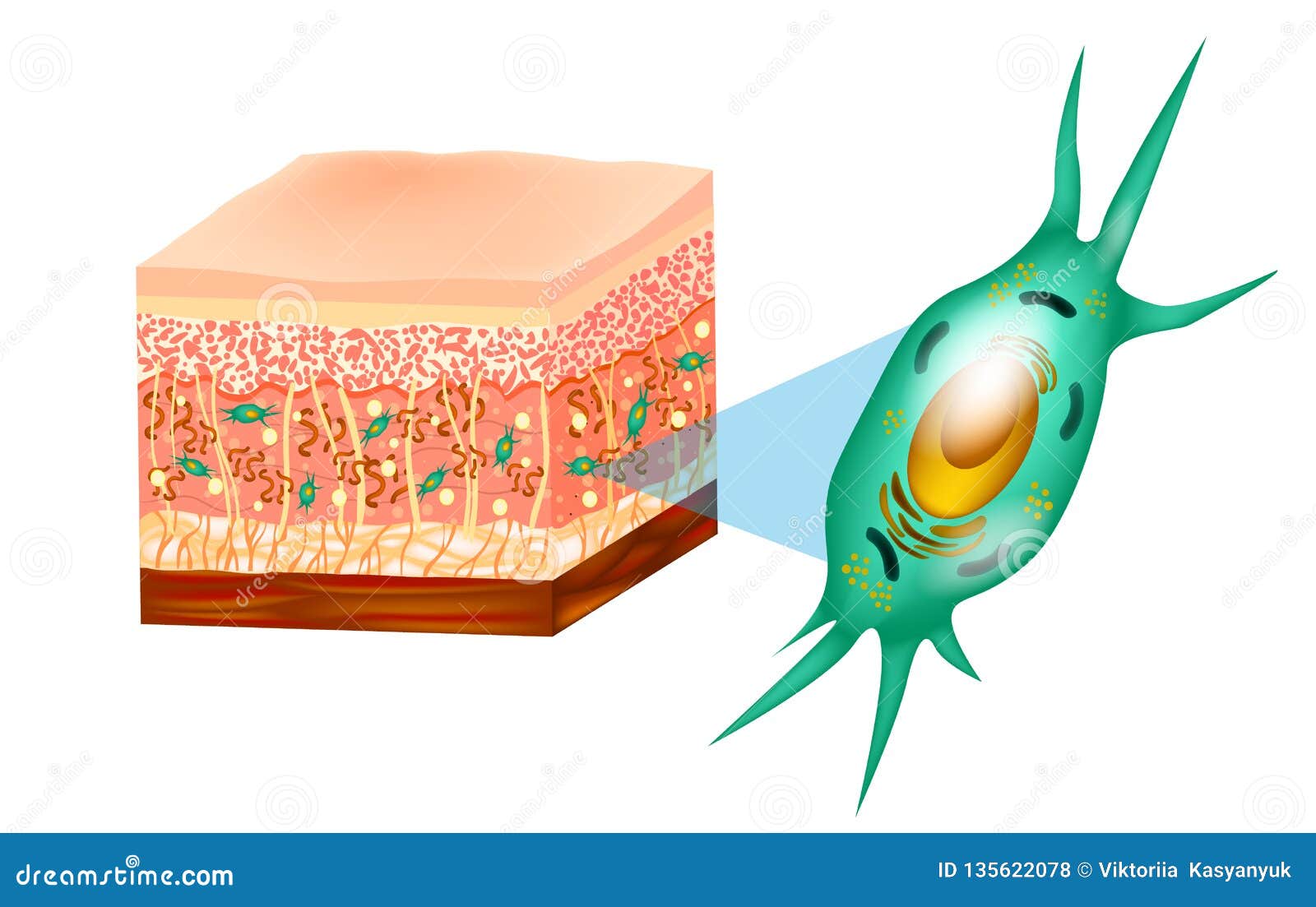 fibroblast and skin structure