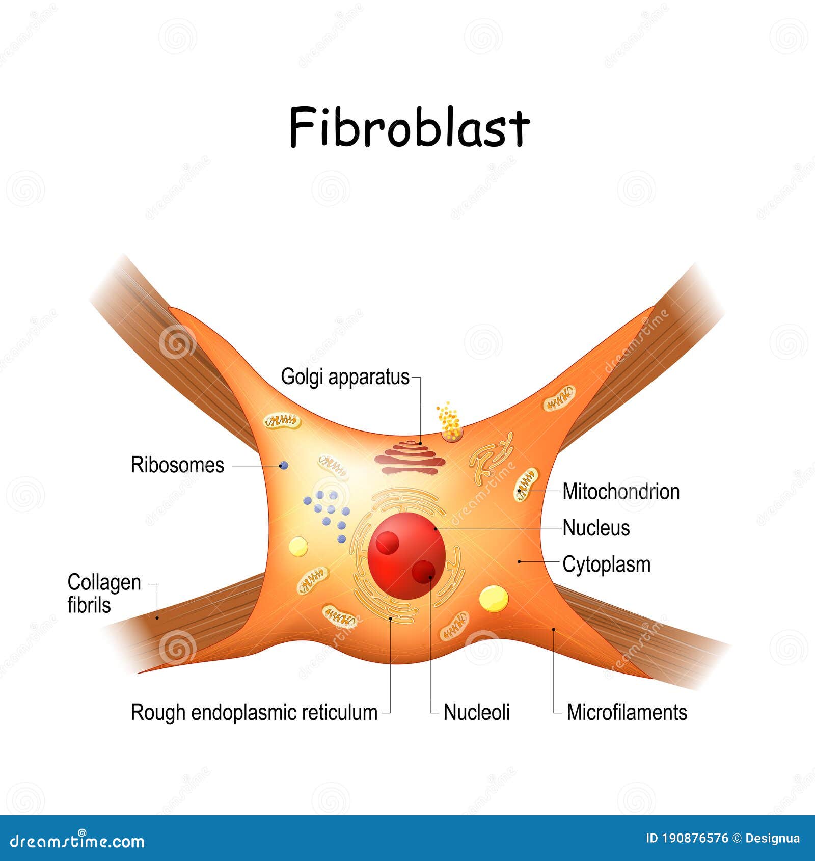 fibroblast structure. cell anatomy
