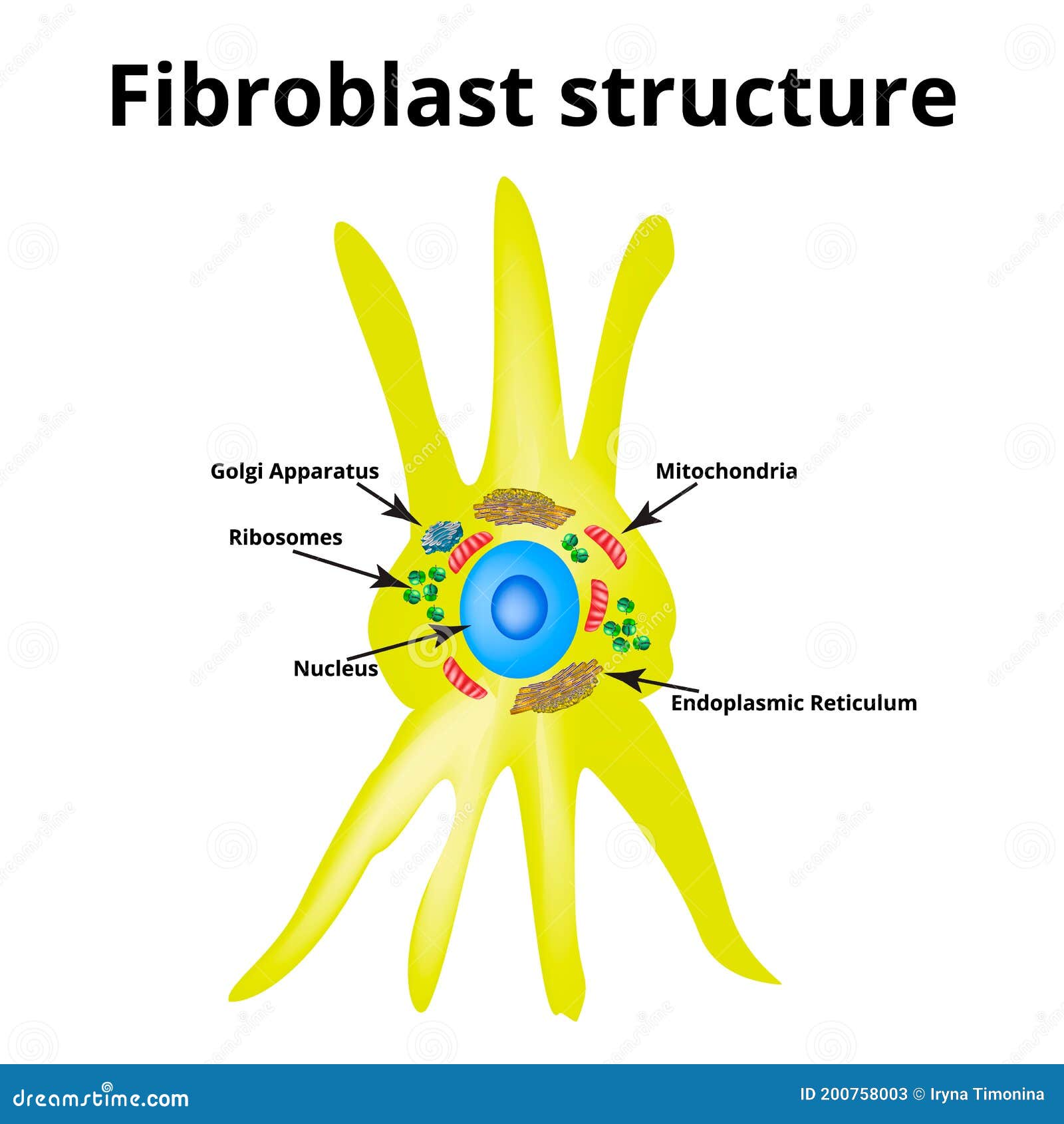 Fibroblast Vector Illustration. Scheme With Extracellular; Elastin