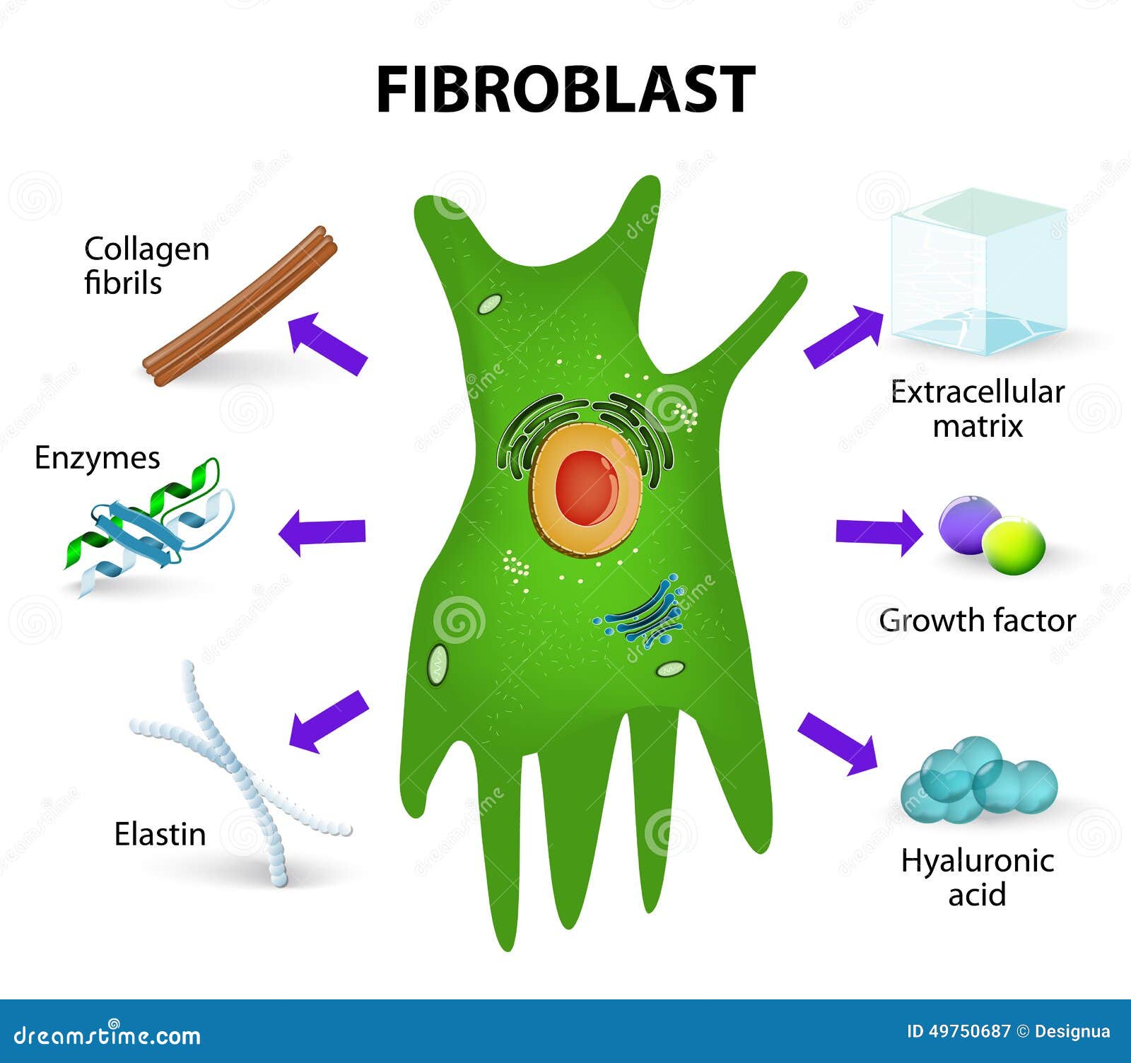 fibroblast. structure and function