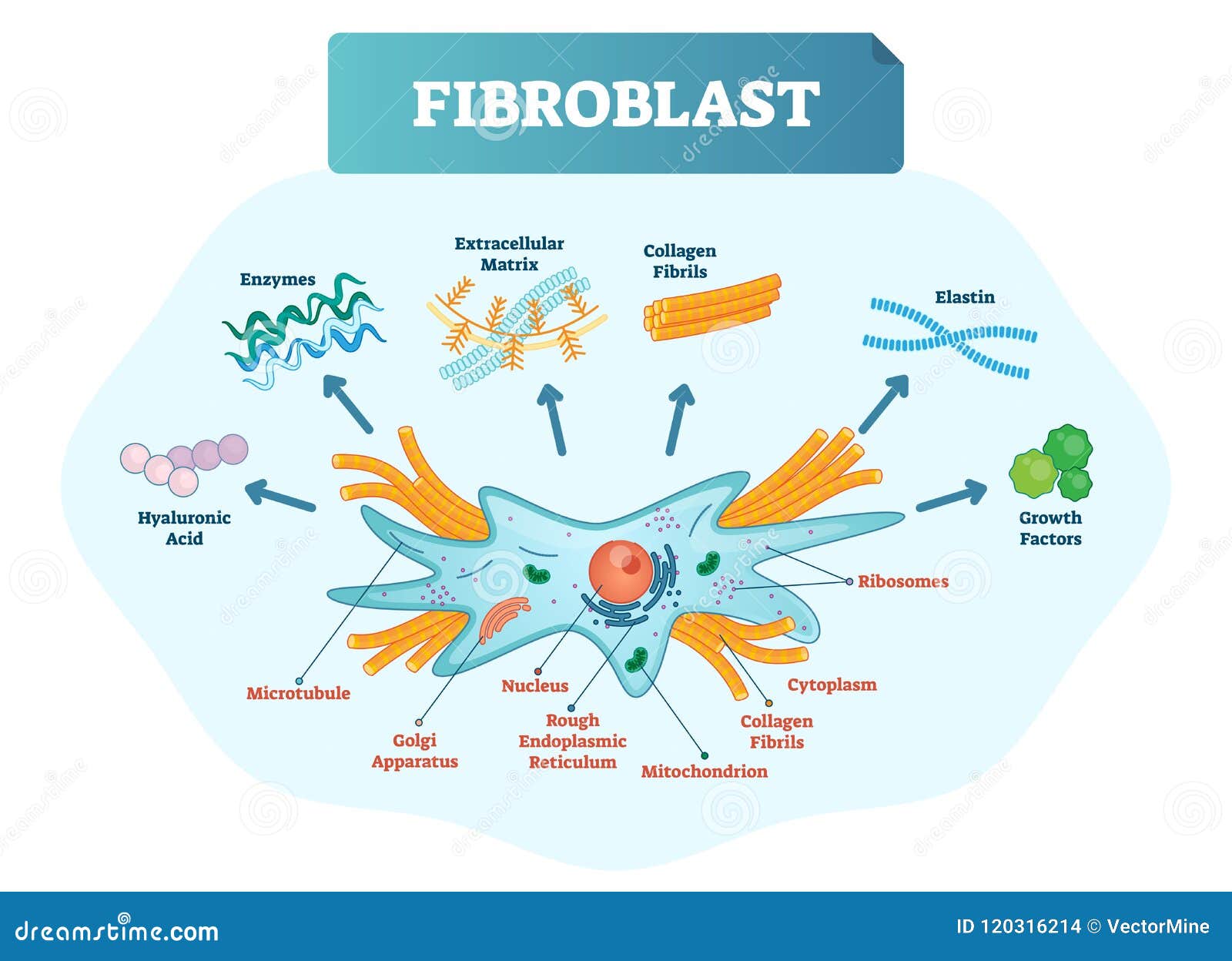 fibroblast  . scheme with extracellular, elastin, hyaluronic acid, microtubule, golgi apparatus and ribosomes.