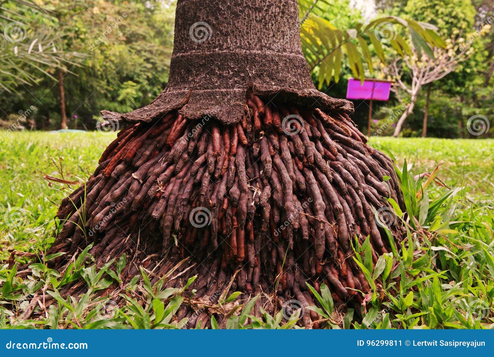 Fibrous Root Systems of Palm Tree Stock Image - Image of system, nature 