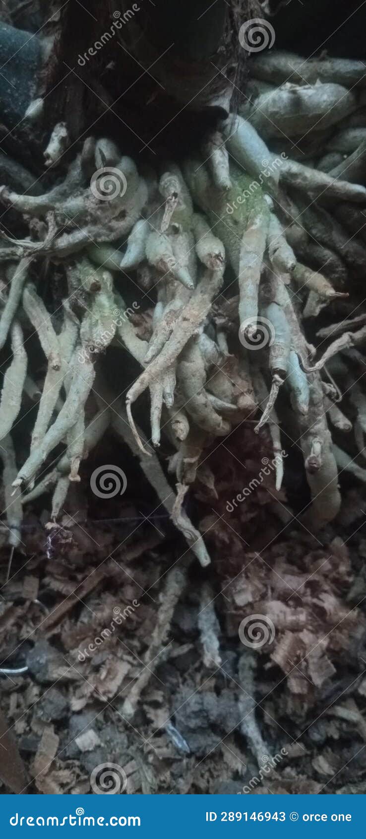 Fibrous Roots of Ornamental Plants in Pots Stock Image Image of plants, fibrous 289146943