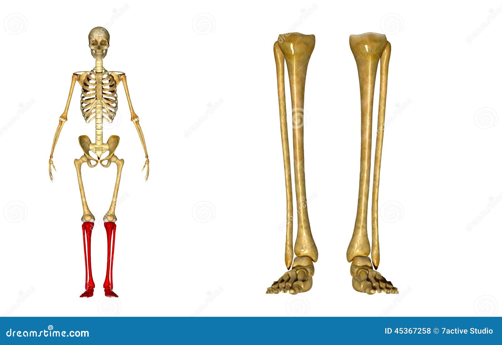 Fibula And Tibia, Ankle And Foot Stock Photo - Image of function